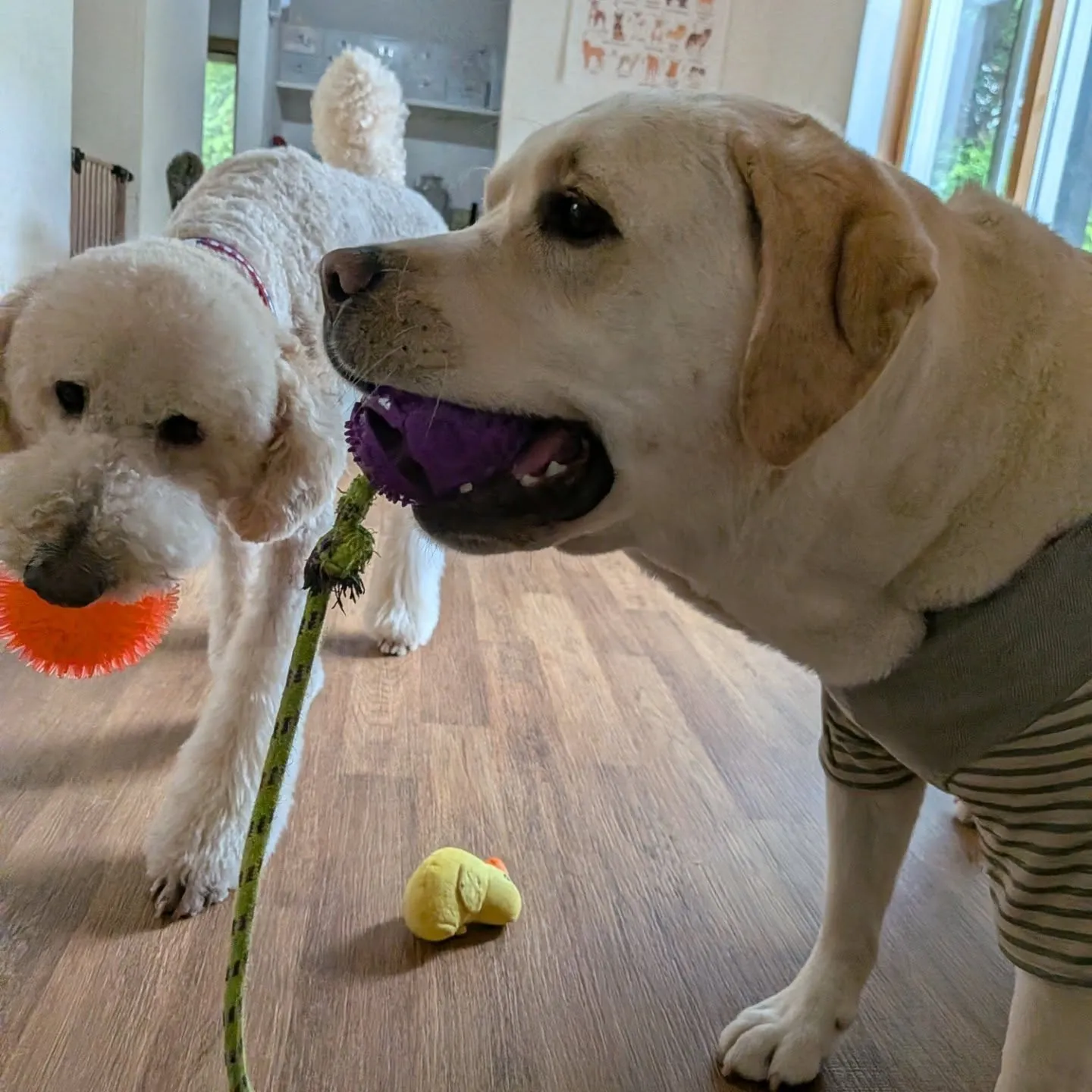 ざあざあ降りの雨になったのでお部屋で遊ぶわんこさん💓