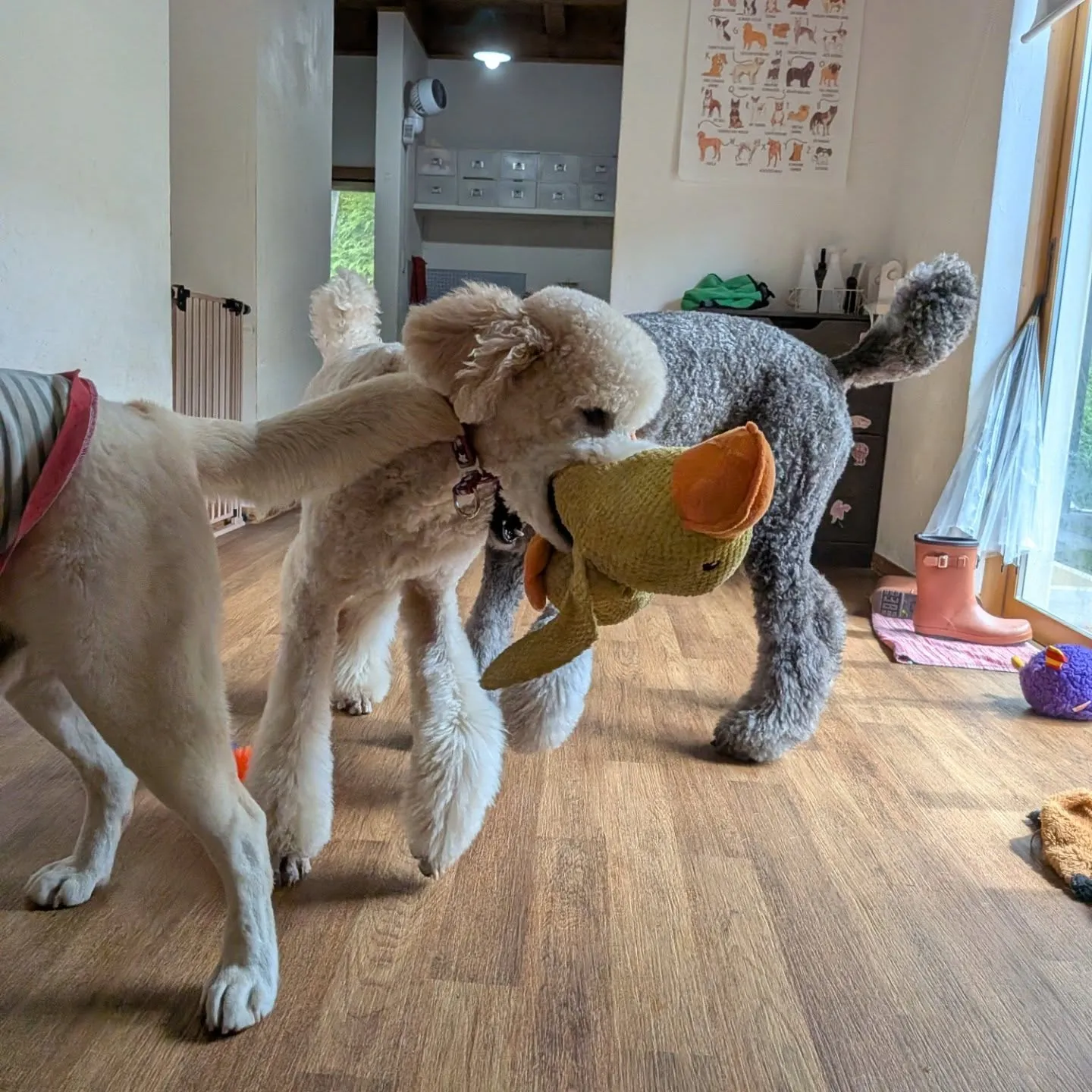 ざあざあ降りの雨になったのでお部屋で遊ぶわんこさん💓