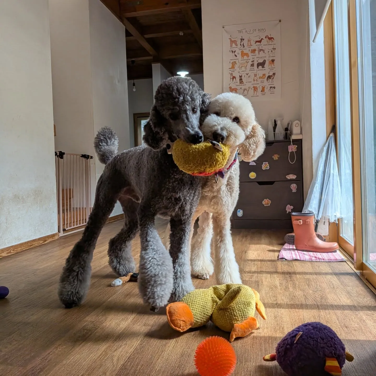 ざあざあ降りの雨になったのでお部屋で遊ぶわんこさん💓