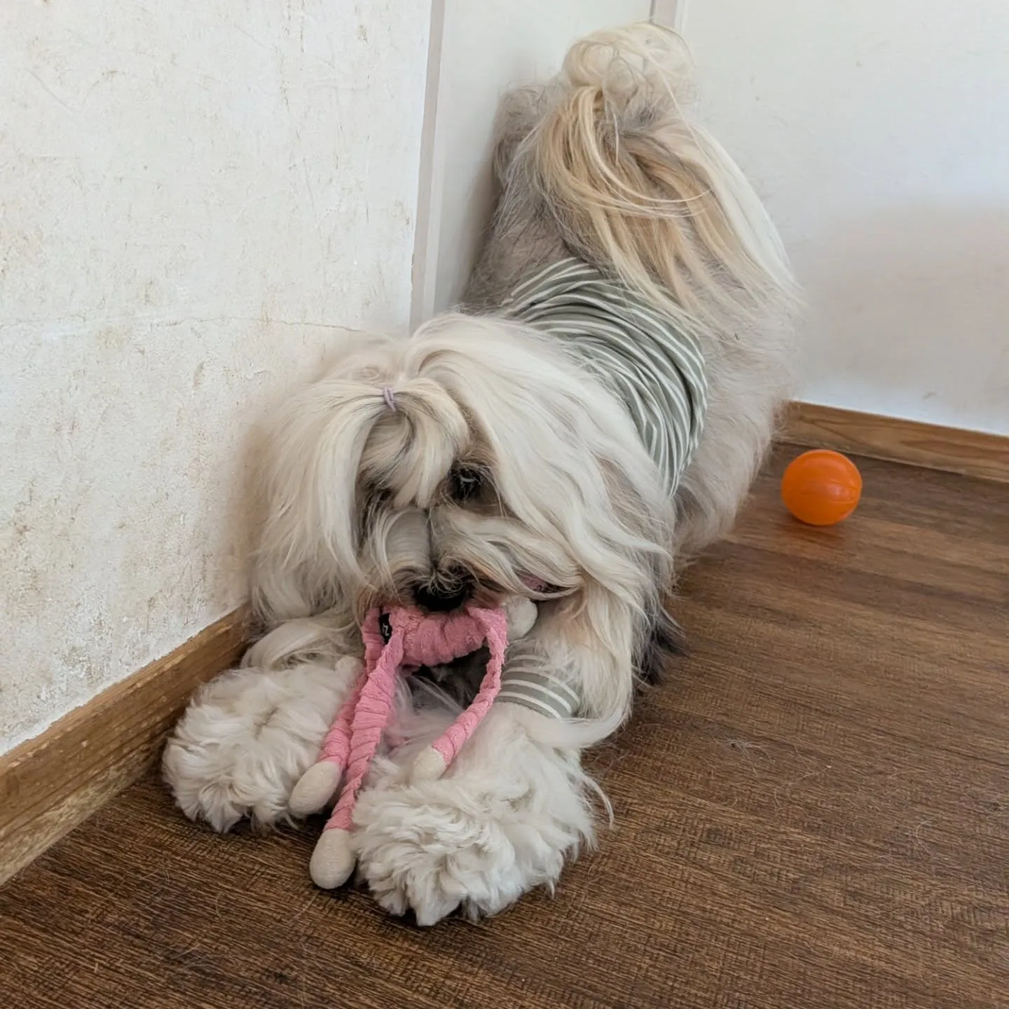 ざあざあ降りの雨になったのでお部屋で遊ぶわんこさん💓