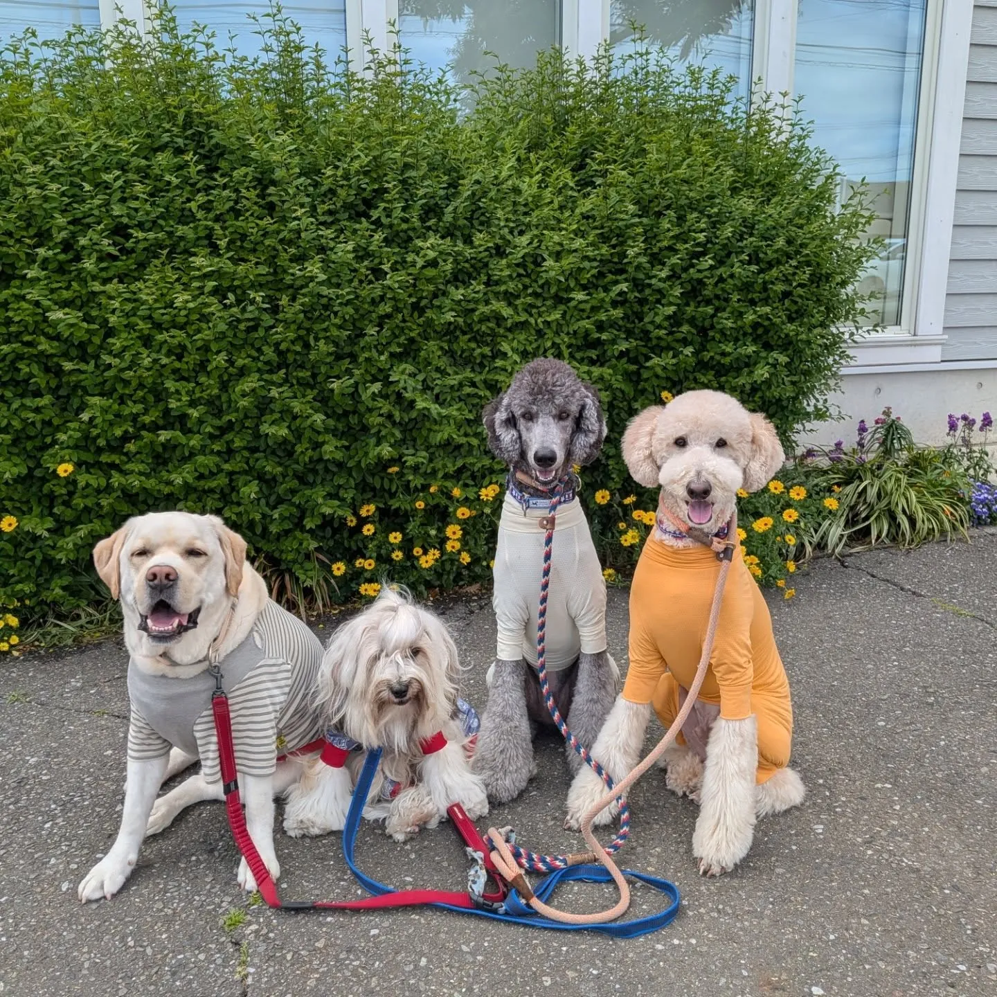 午後からうそのように晴れたのでお散歩へ🎵