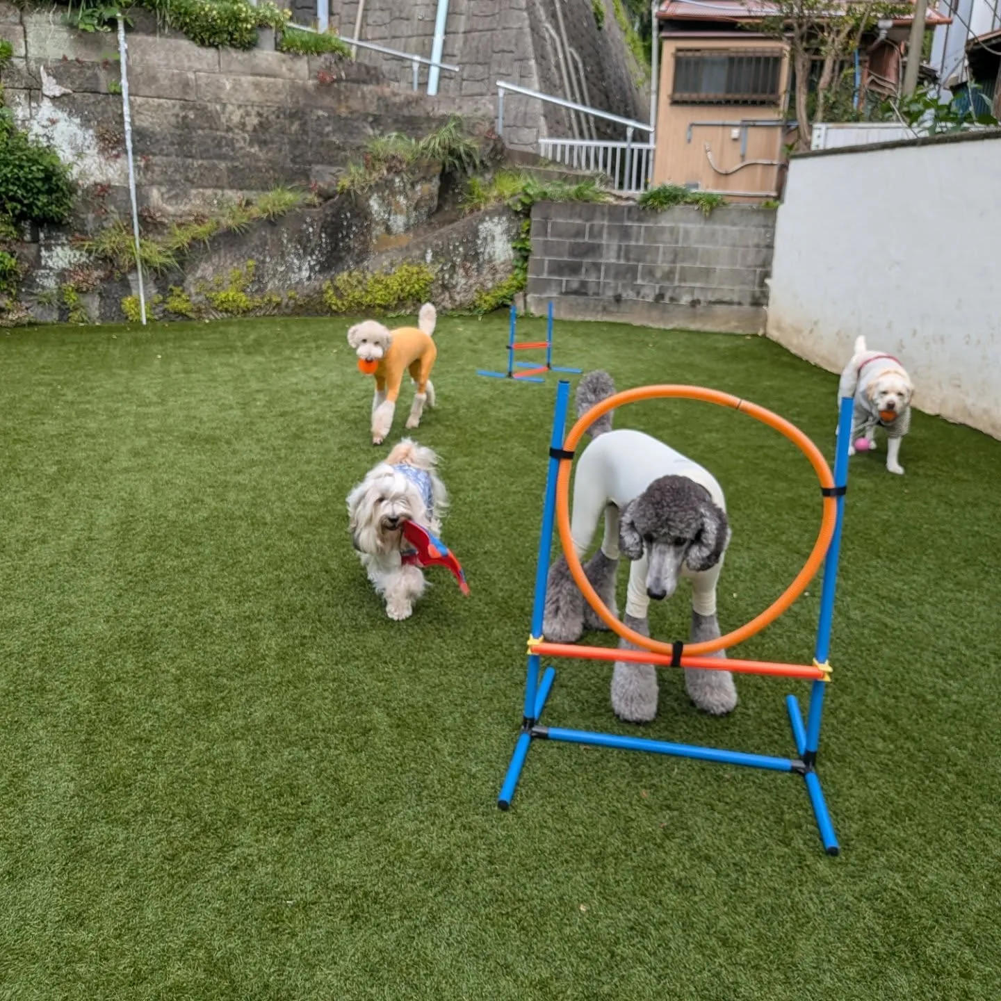 午後からうそのように晴れたのでお散歩へ🎵
