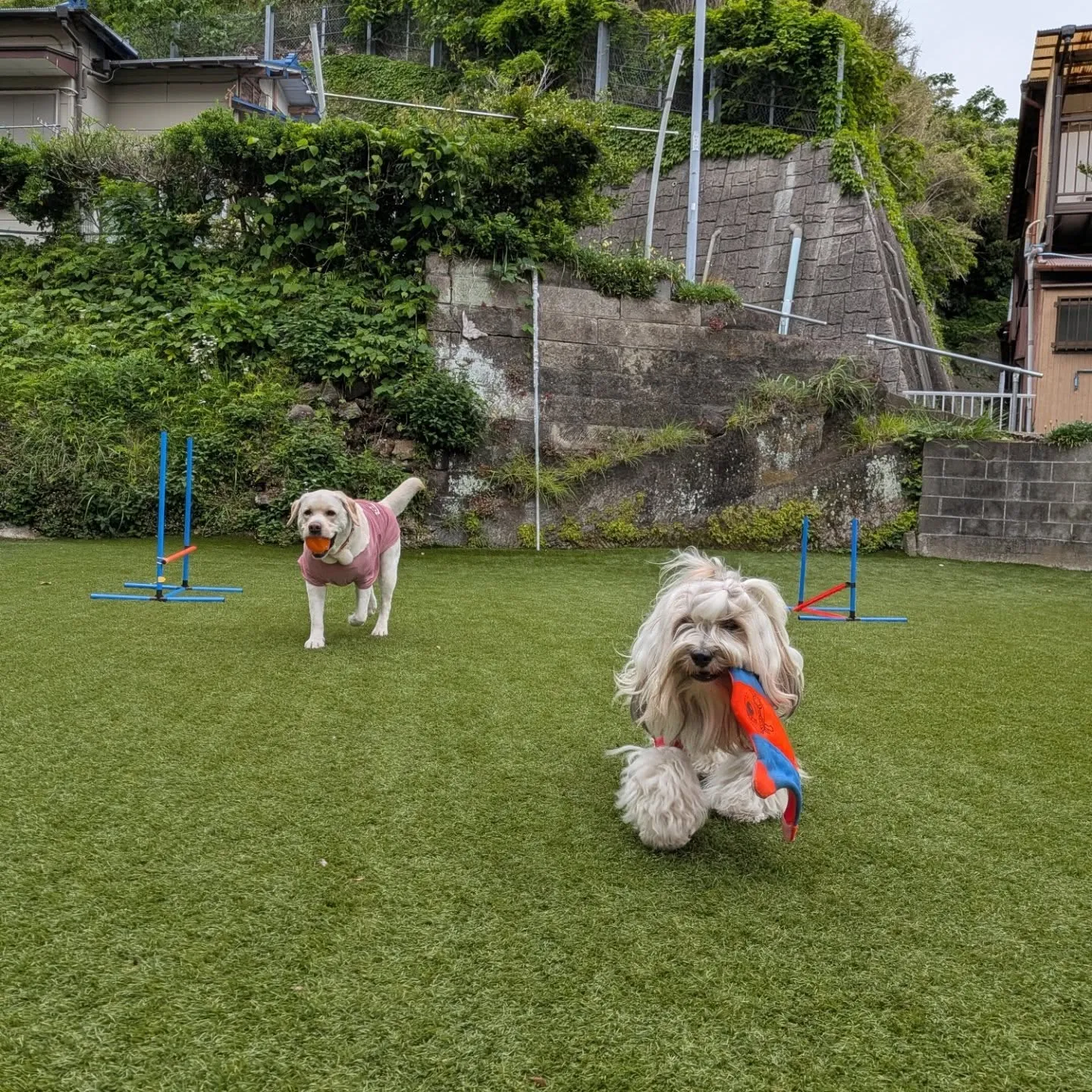 ランで遊ぶ2ぴき💕