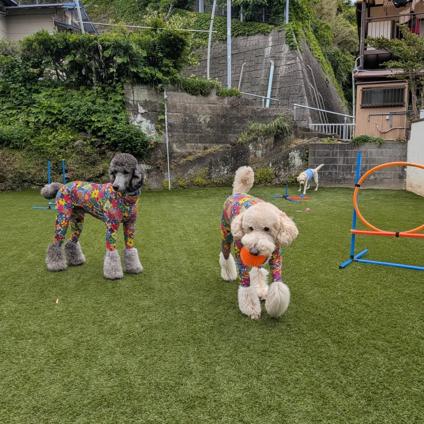GW明け幼稚園に来てくれたわんこさん💓