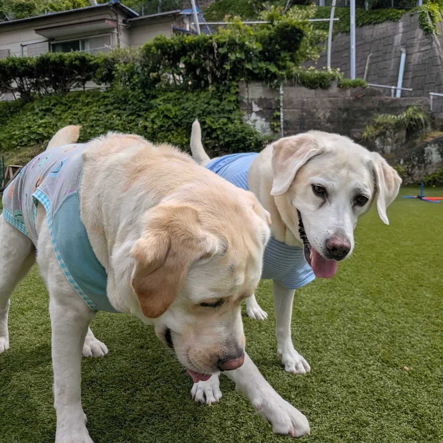 ランで遊ぶわんこさん💕