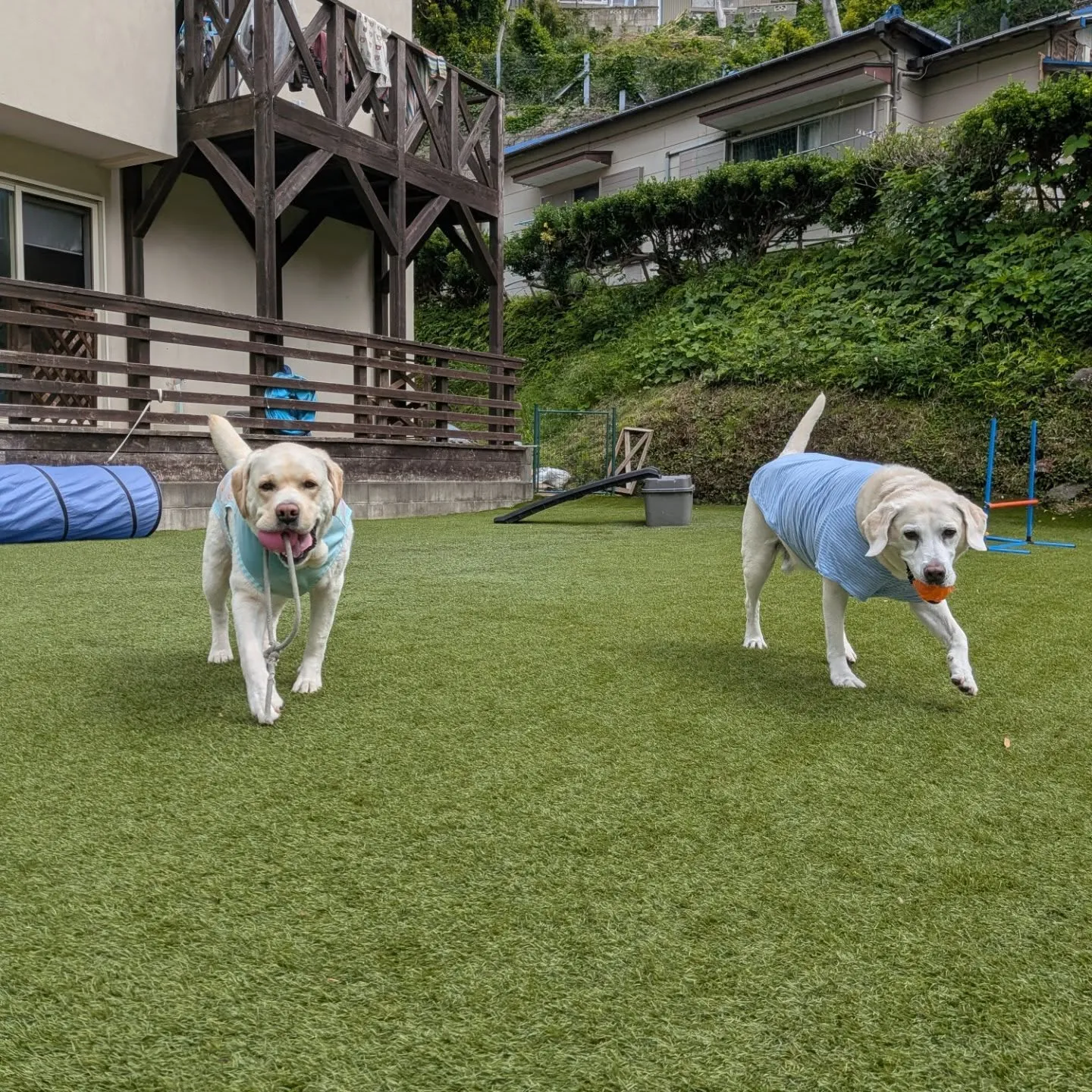 ランで遊ぶわんこさん💕