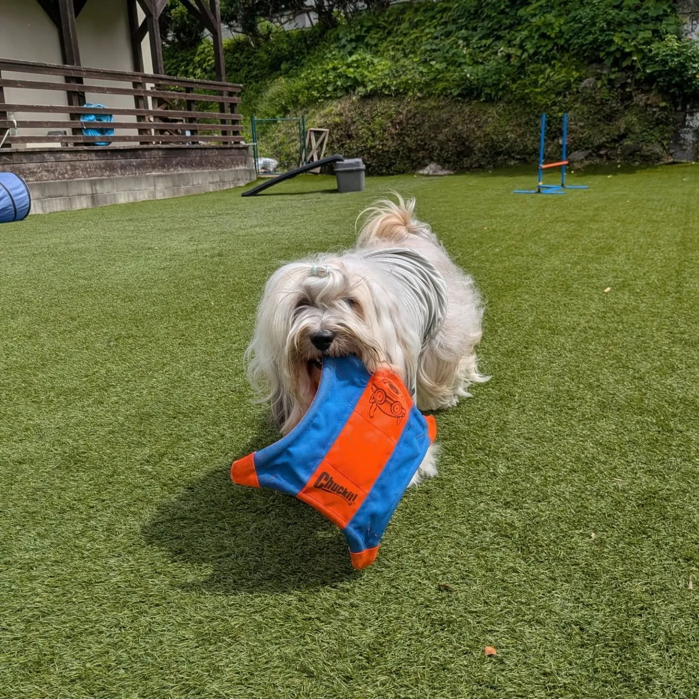 ランで遊ぶわんこさん💕