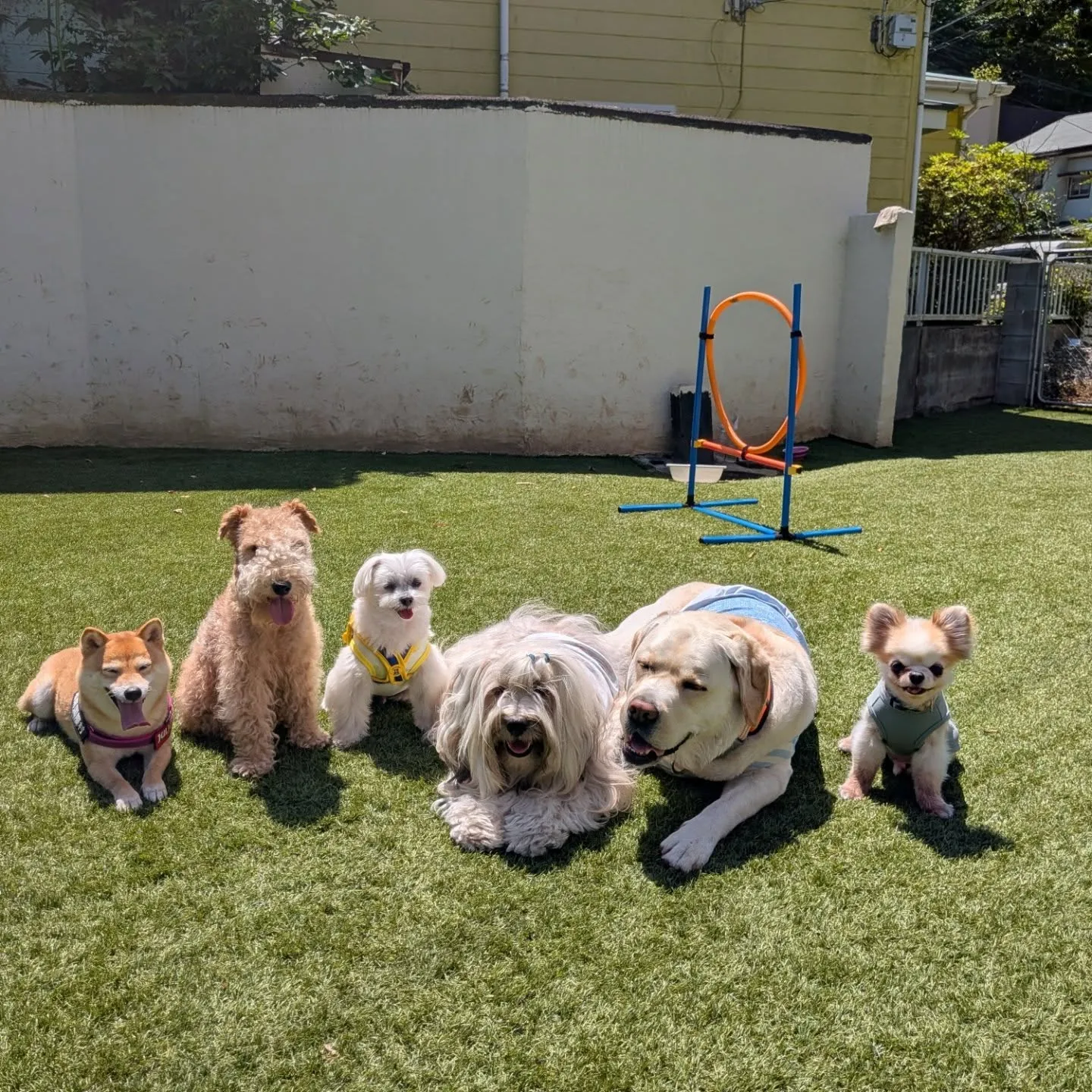 みんな元気に通園してくれたわんこさん💓