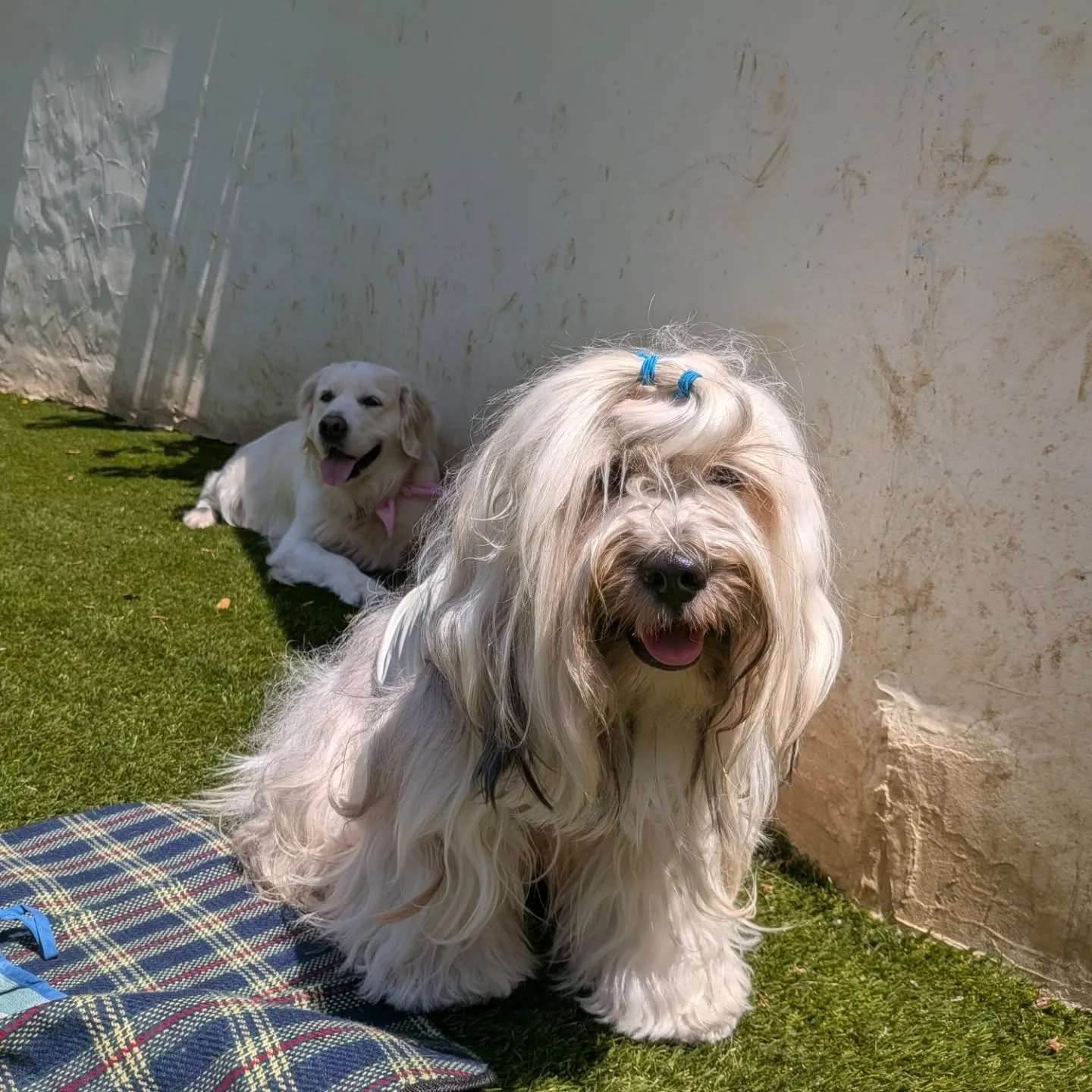 お昼からトリミングに来てくれたゆきちゃん💓