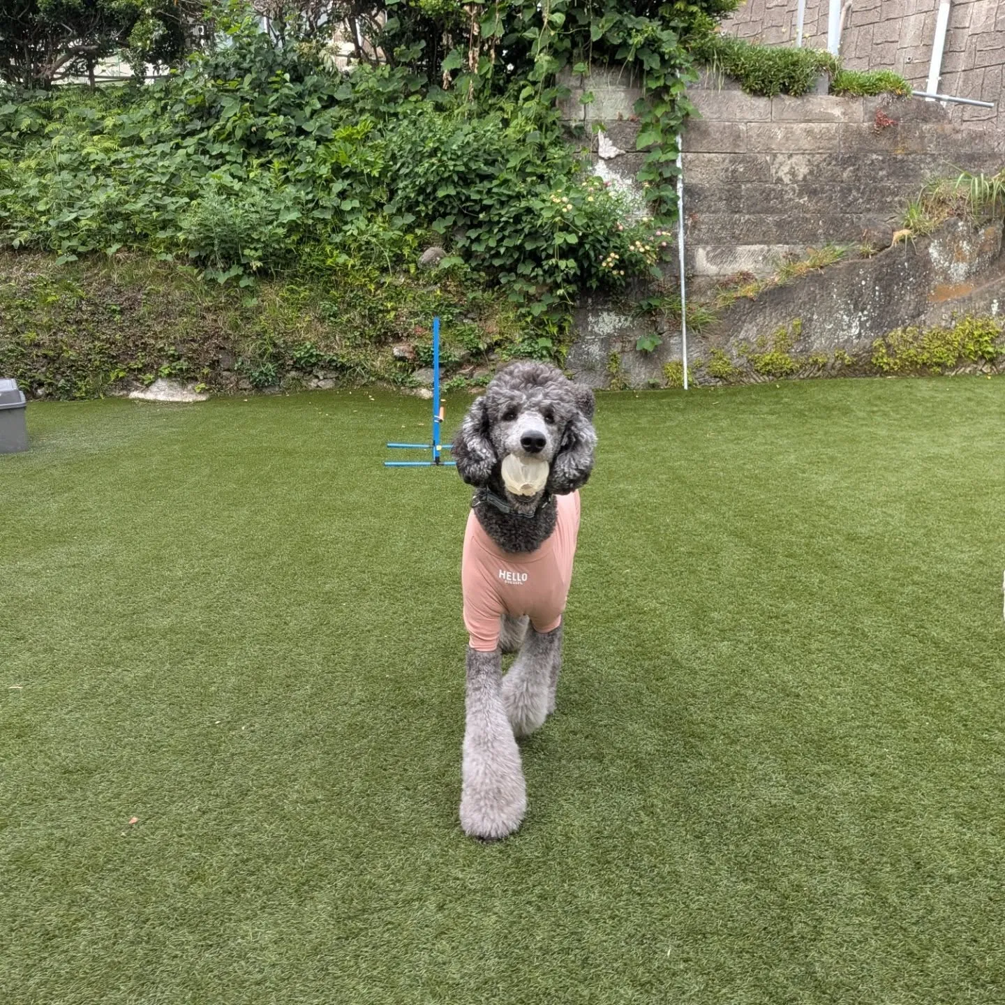 やっと涼しくなって元気に遊ぶわんこさん💓