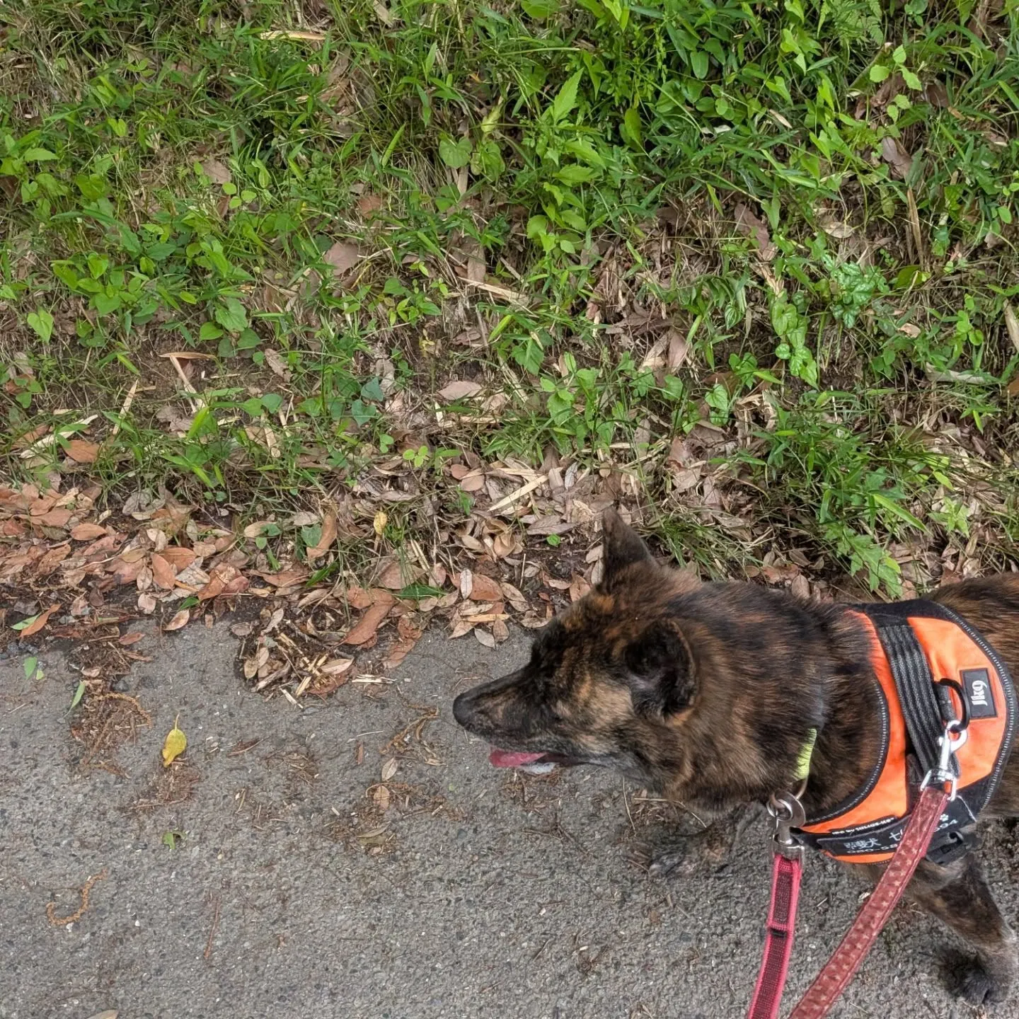 今日もななちゃんのお散歩へ行ってきました😄