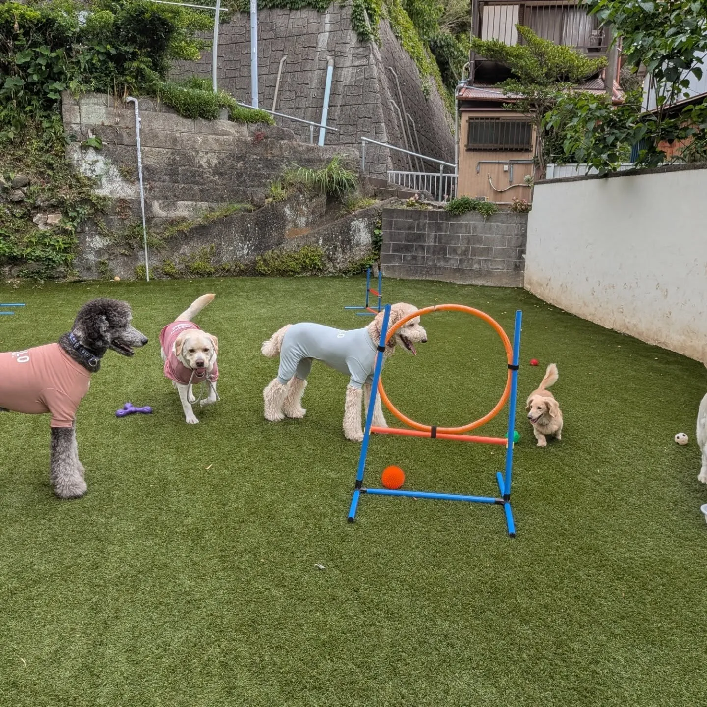 ランで遊ぶわんこさん💓