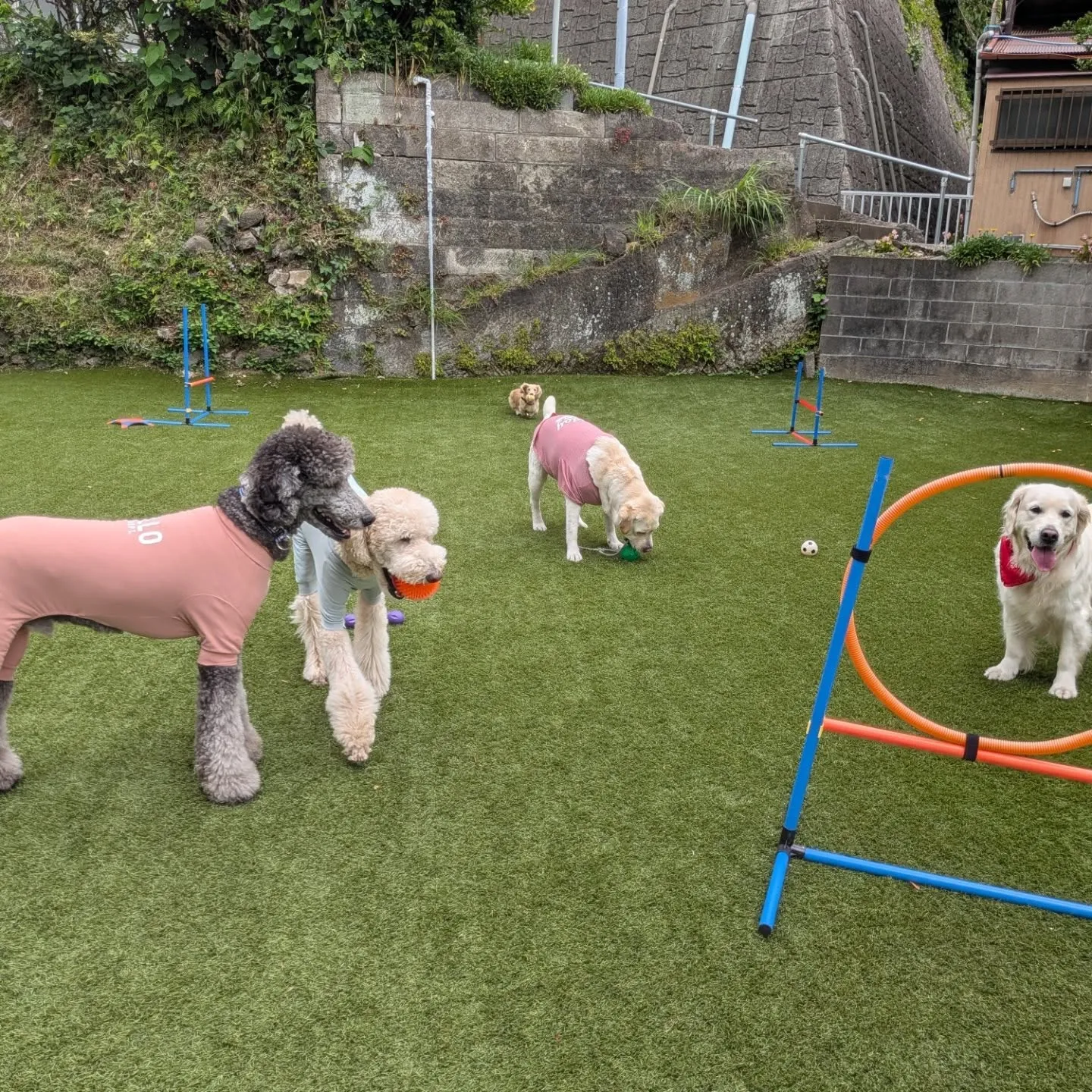 ランで遊ぶわんこさん💓