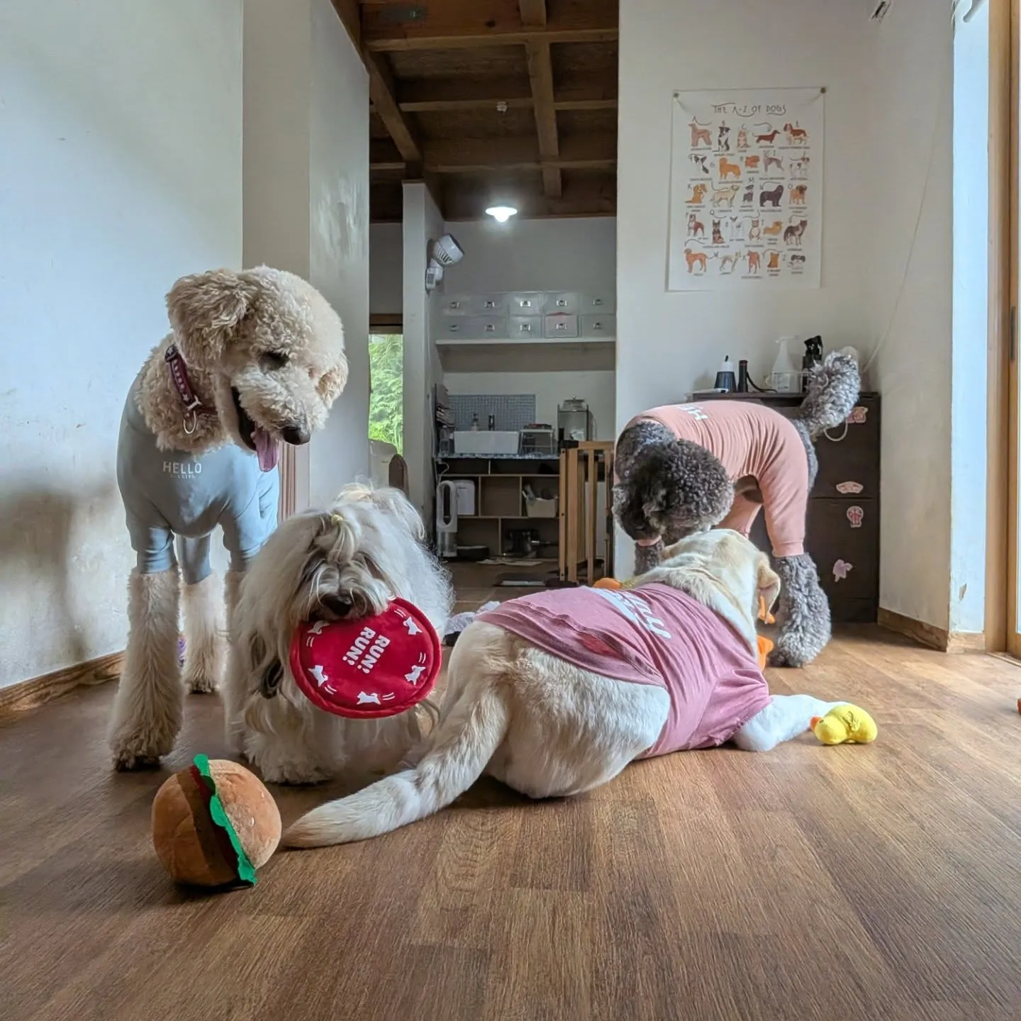 ランはきりあげてお部屋で遊ぶわんこさん💓