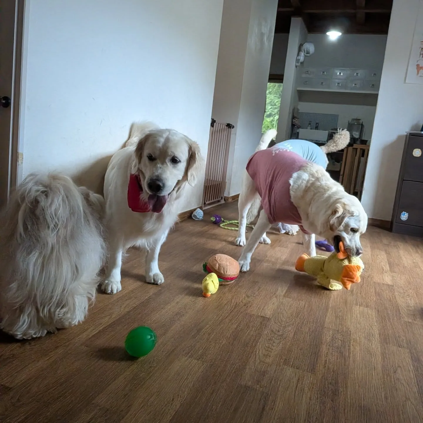 ランはきりあげてお部屋で遊ぶわんこさん💓