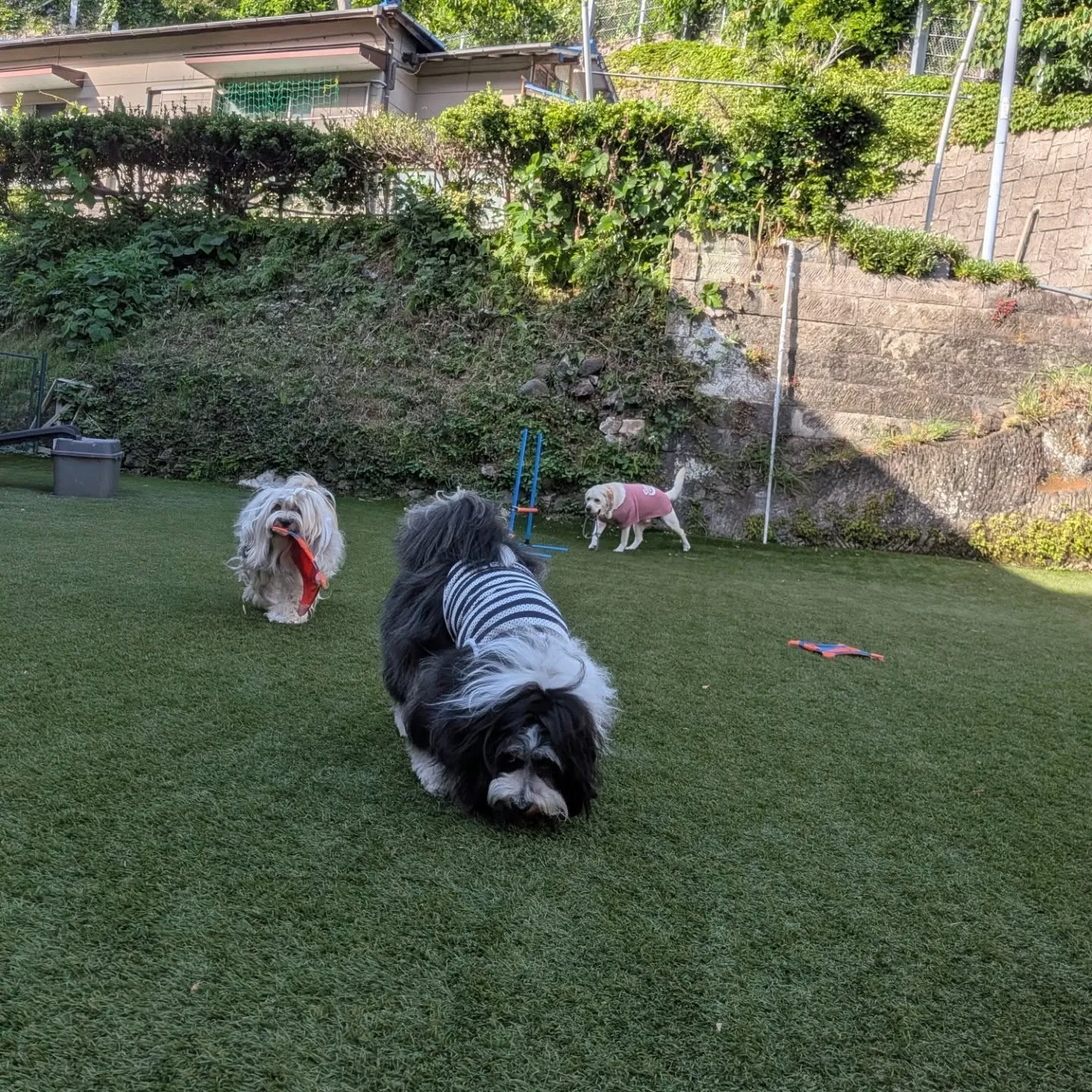 やっと涼しくなったのでランへ🎵
