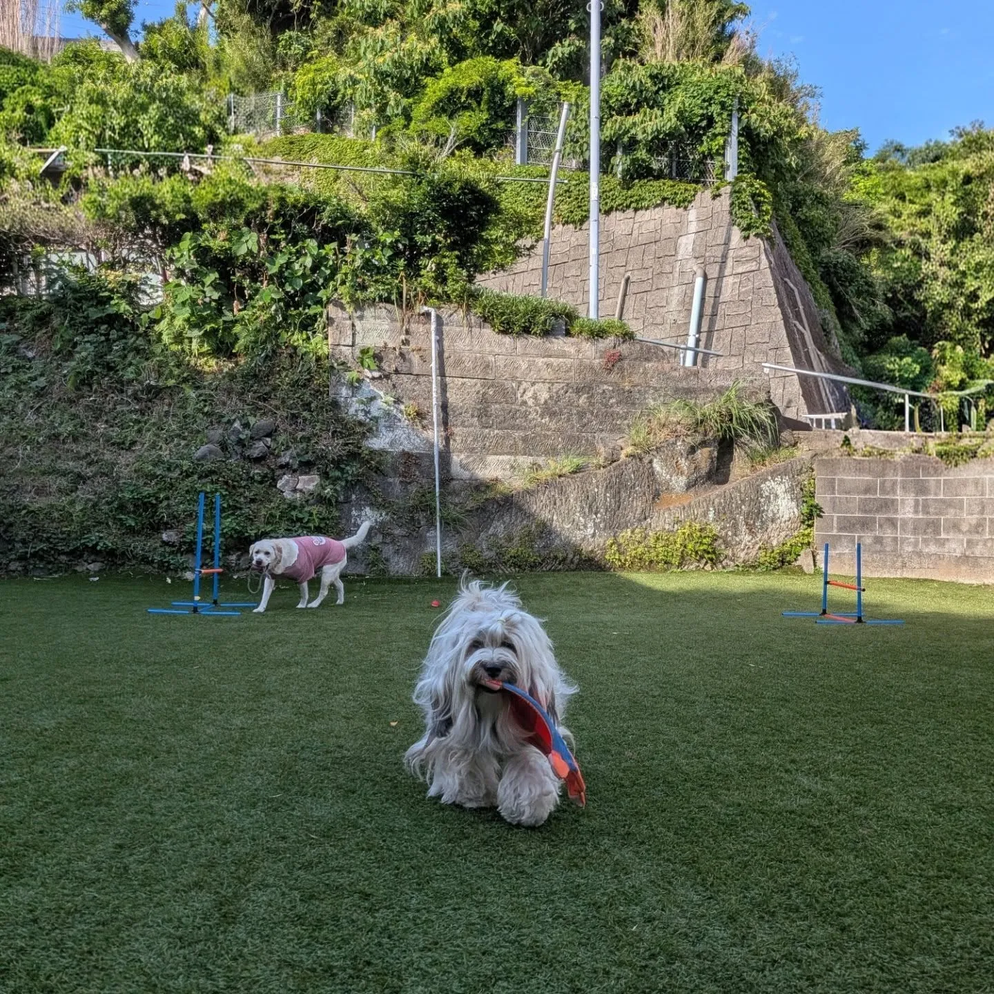 やっと涼しくなったのでランへ🎵
