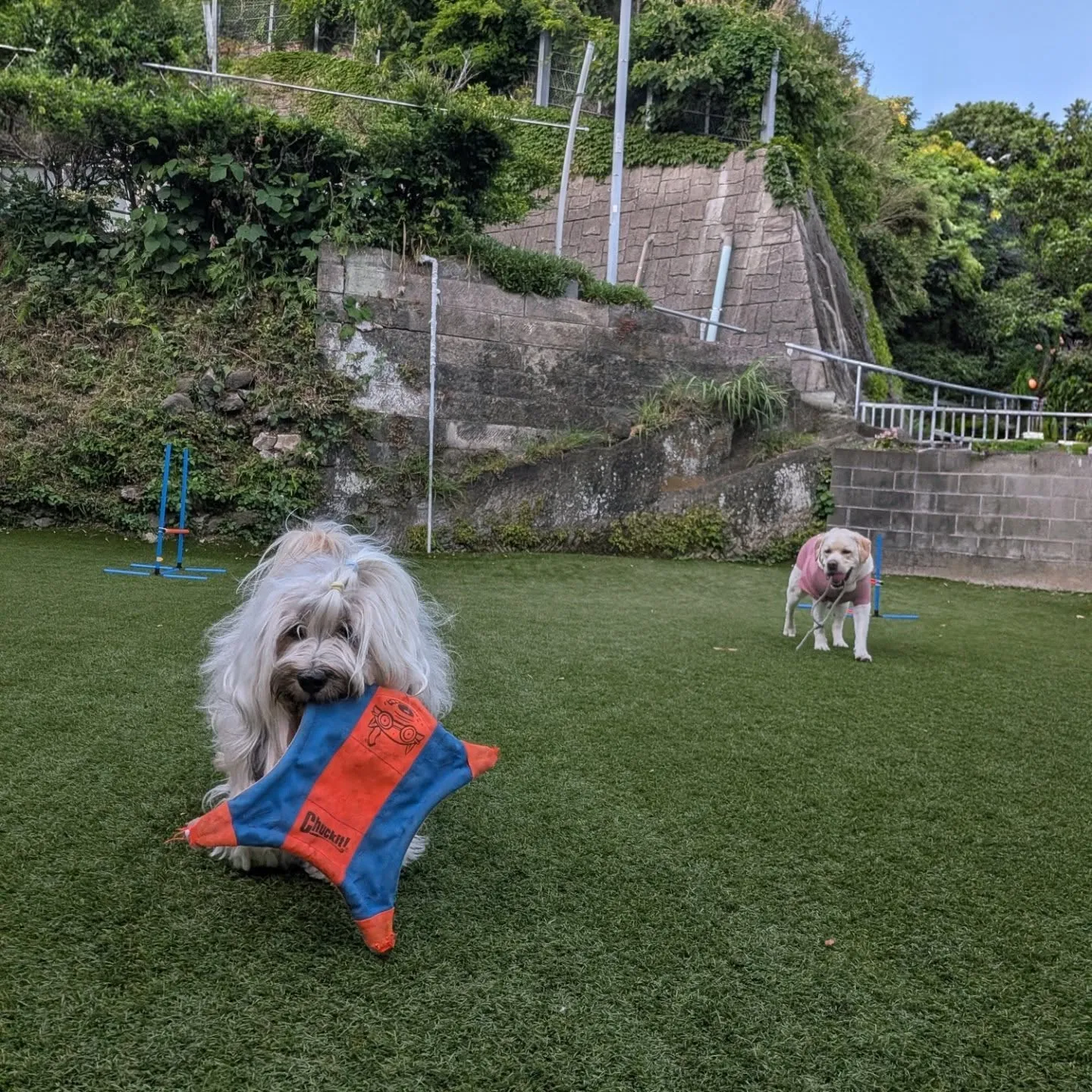 やっと涼しくなったのでランへ🎵