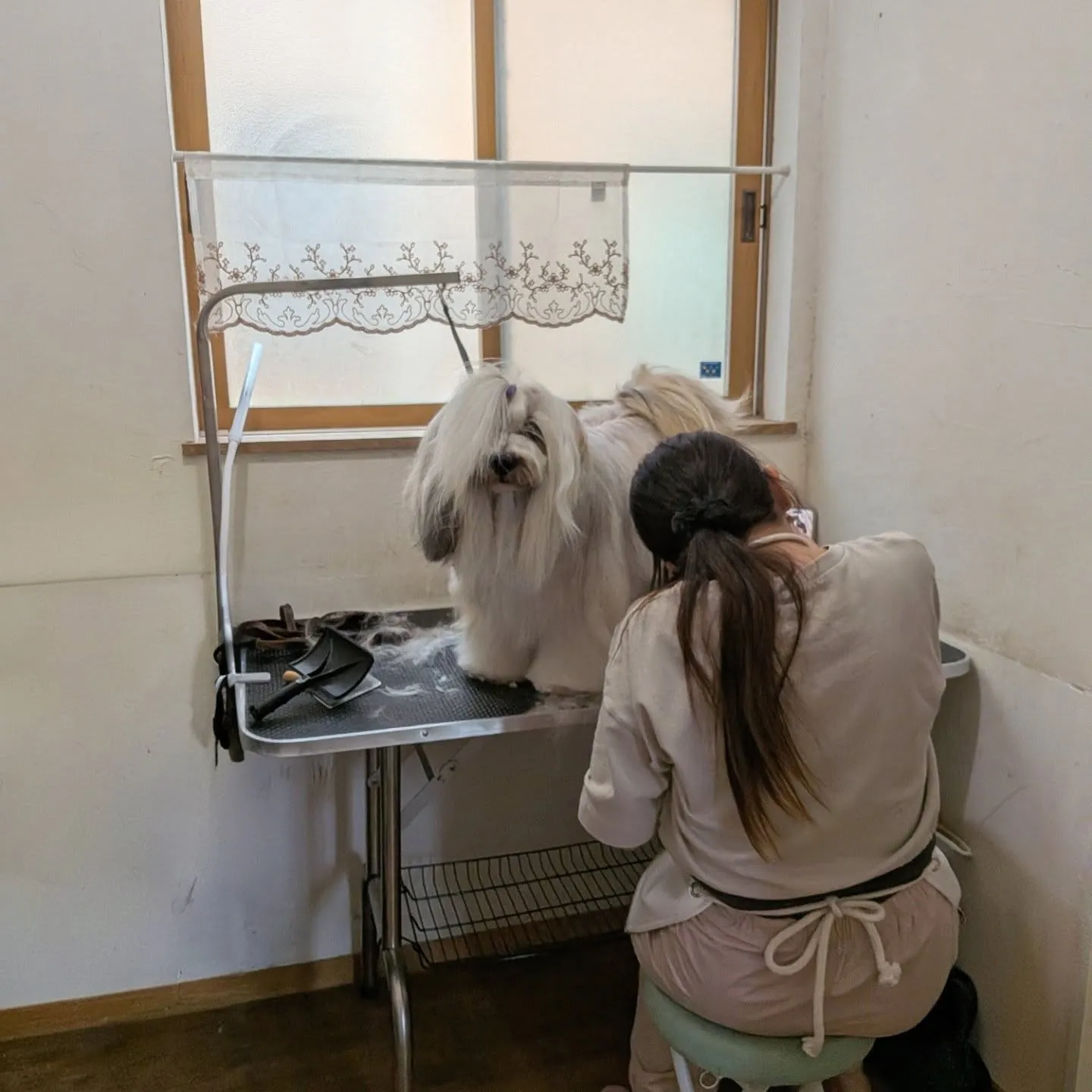 お部屋で遊ぶわんこさん💓