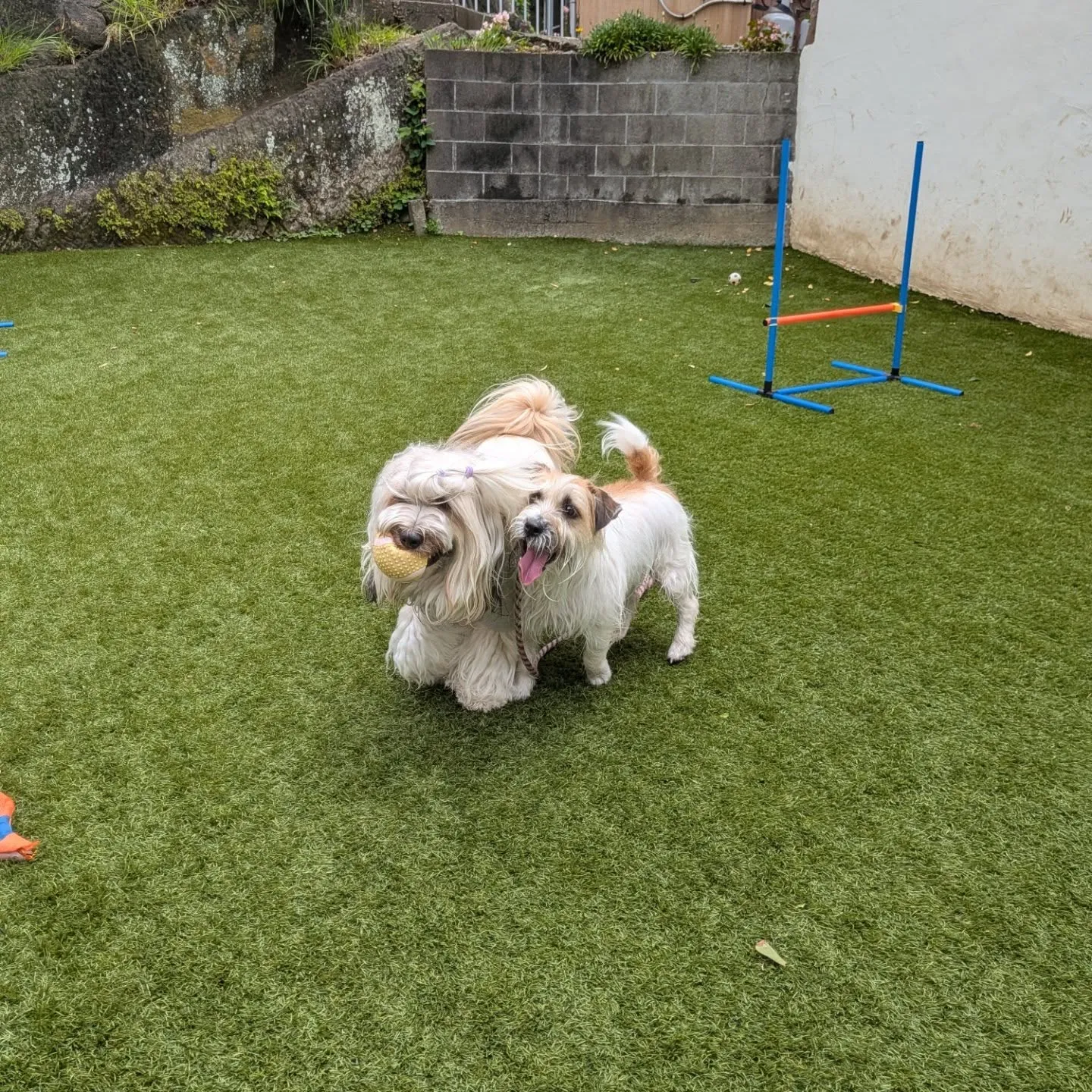 今日から幼稚園に来てくれたニューフェイス、ジャックラッセルの...