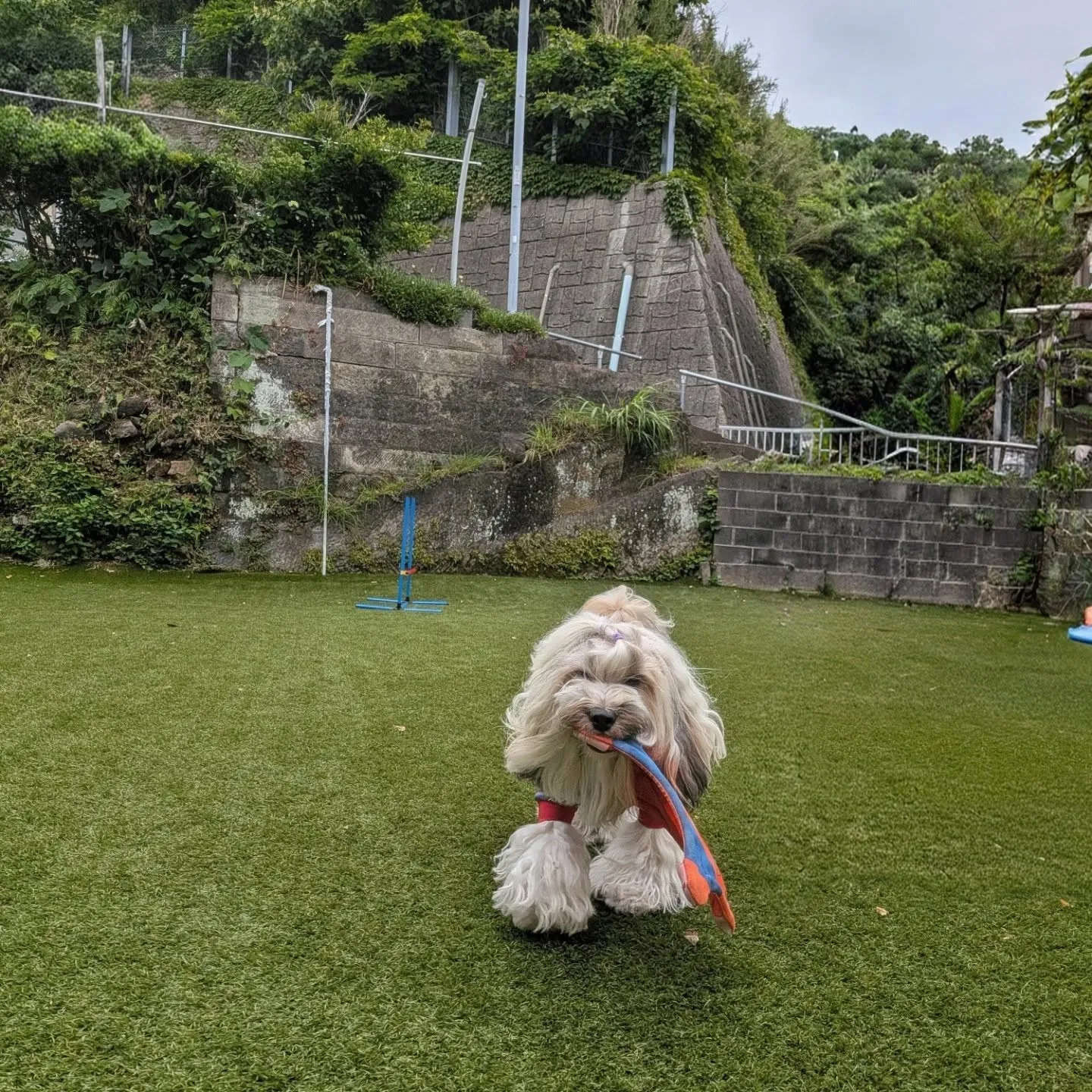 朝から涼しいのでたっぷりお散歩へいってきました😄