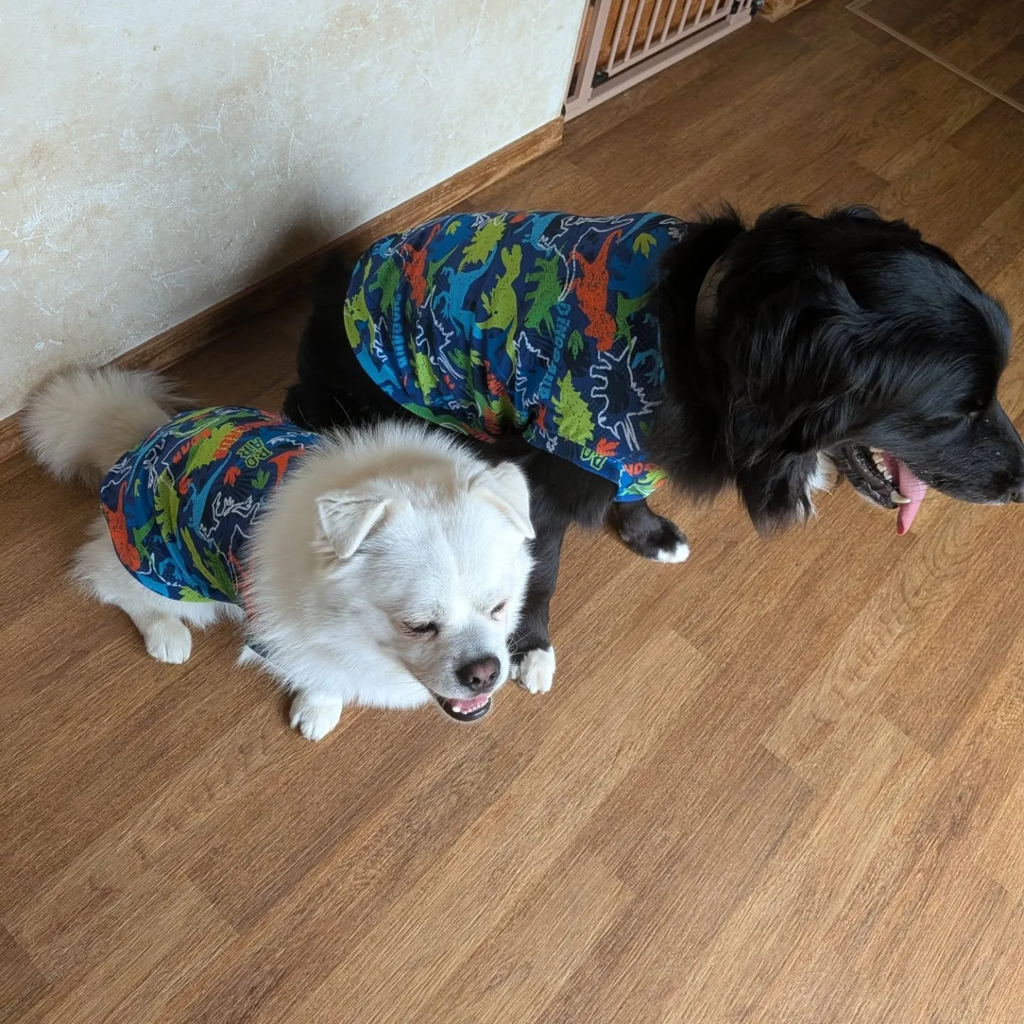 オーダーメイドのウエアを着て来てくれたベル君とグリ君💓
