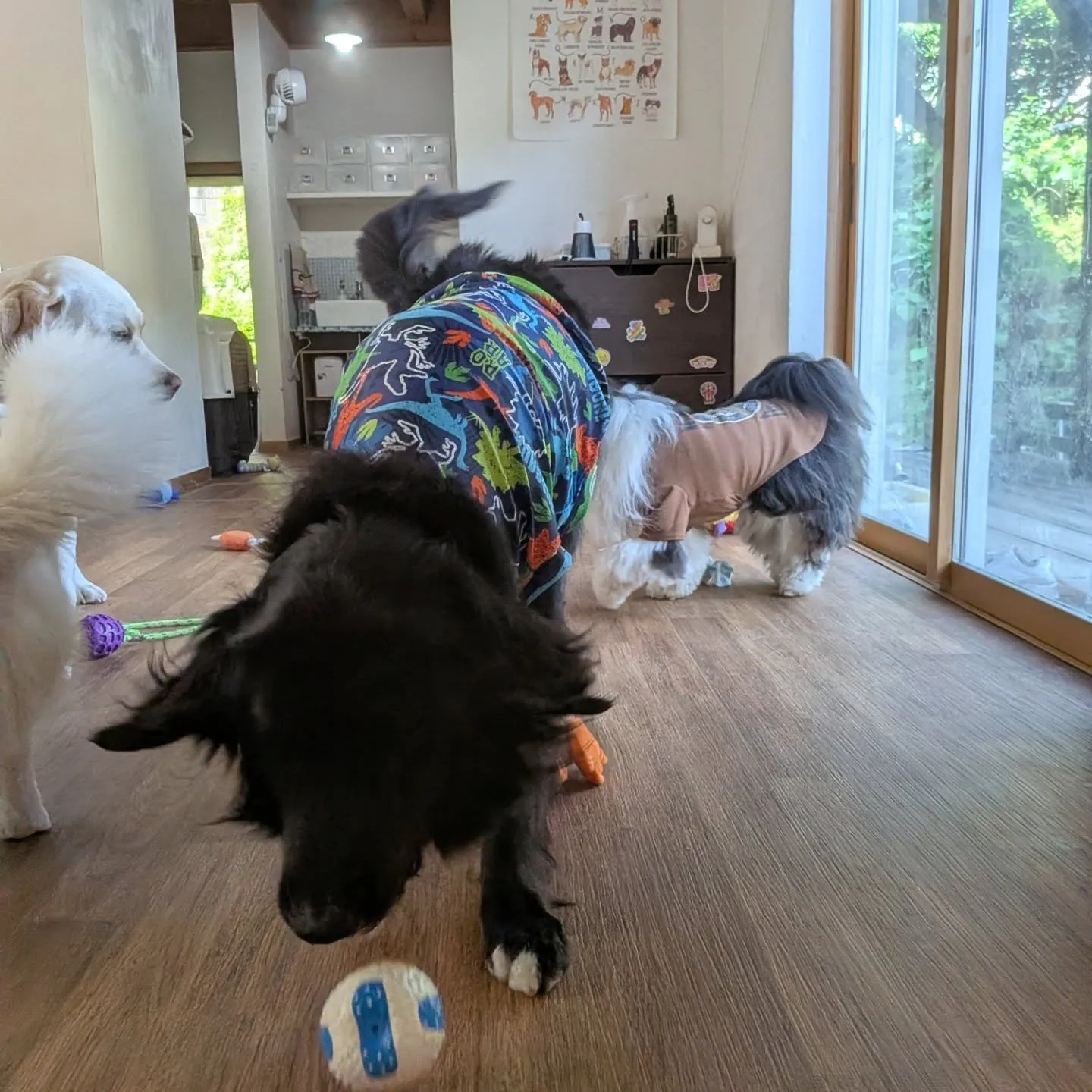 お昼は暑くなったのでお部屋遊び🎵