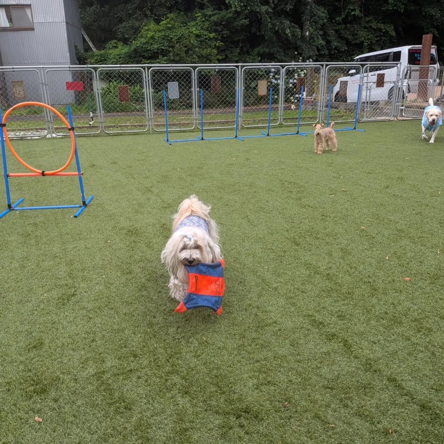 雨が止んでランへ🎵