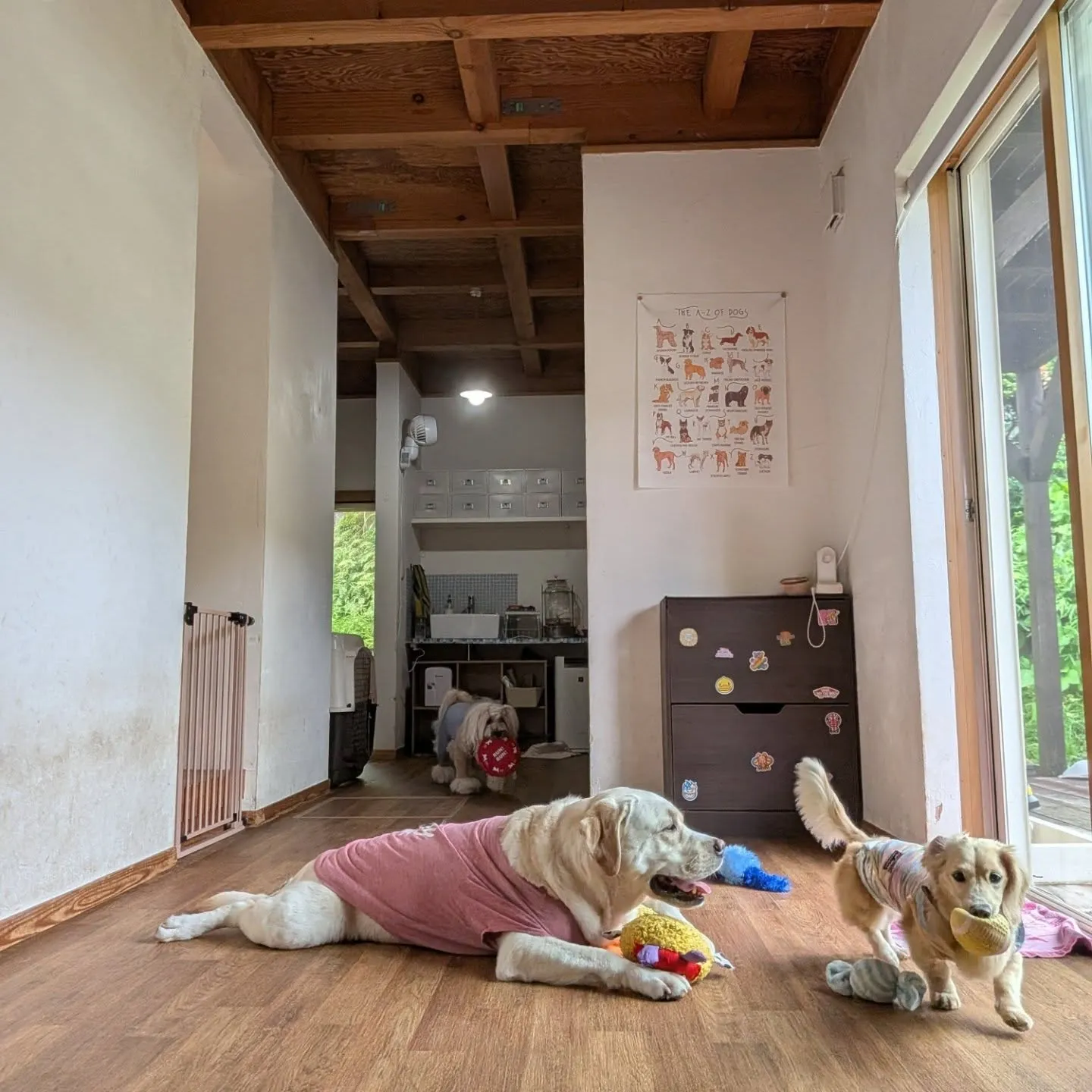 朝は雨が降っていたのでお部屋でおもちゃ遊び💕