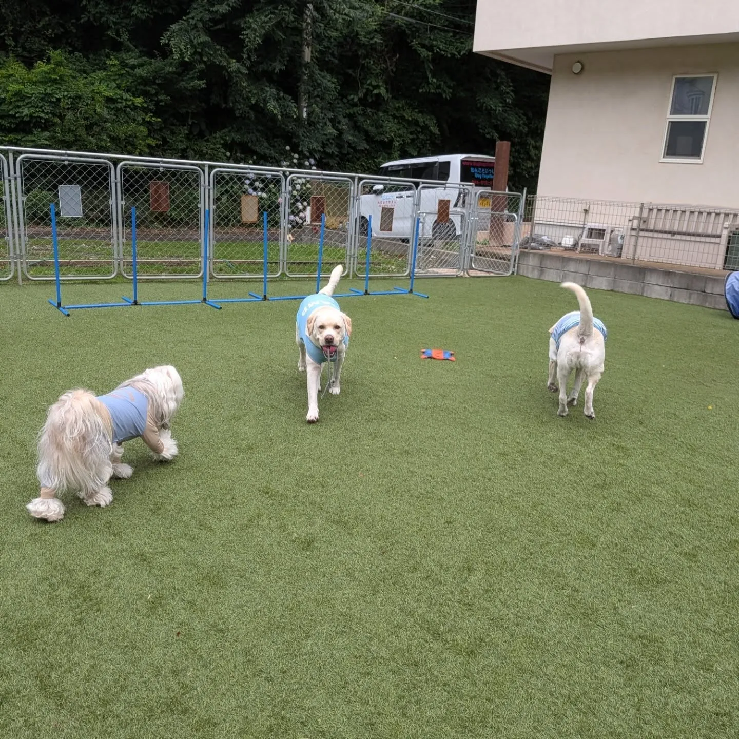 今日は雨降ったり止んだりでしたがなんとかランで遊べました😄
