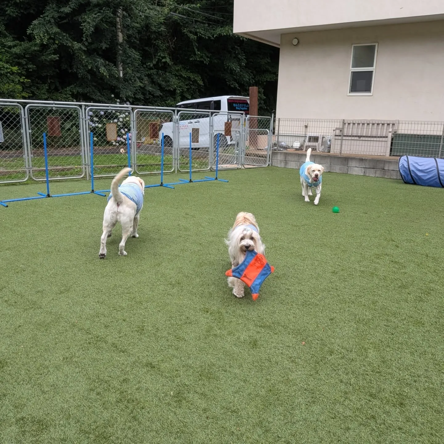 今日は雨降ったり止んだりでしたがなんとかランで遊べました😄