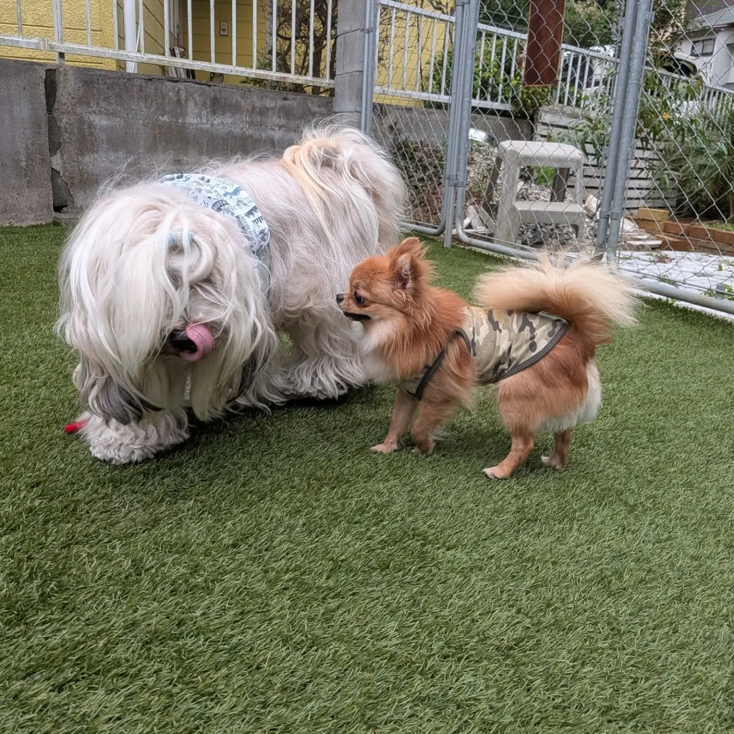 しばらくホームステイのララ君💓
