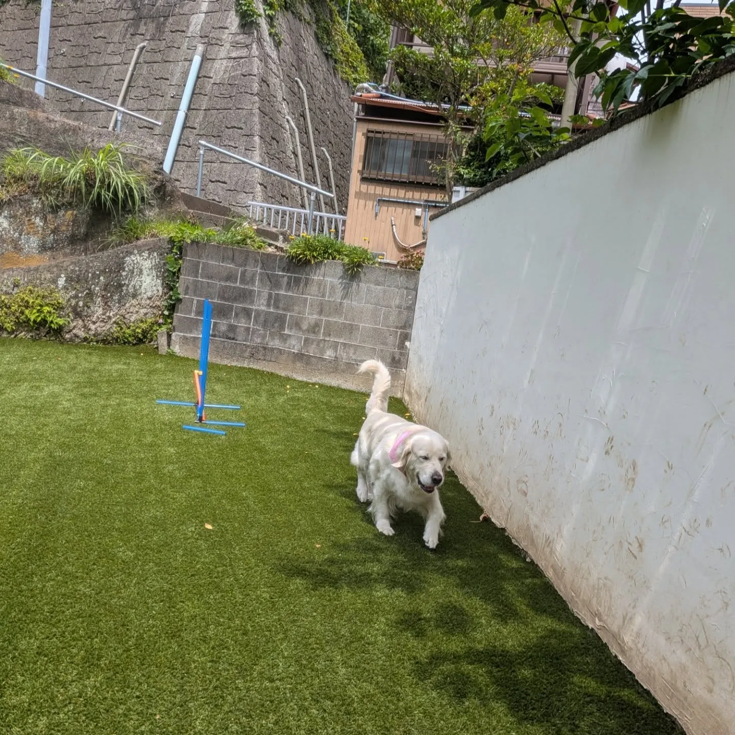 午後からはトリミングを兼ねて雪ちゃん来てくれました😄