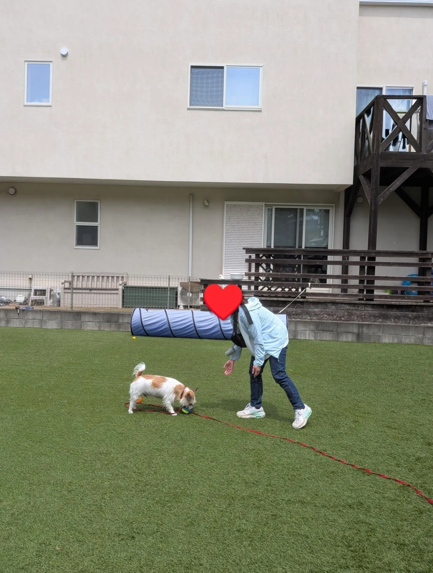 レッスンはジャックラッセルのマックス君💓