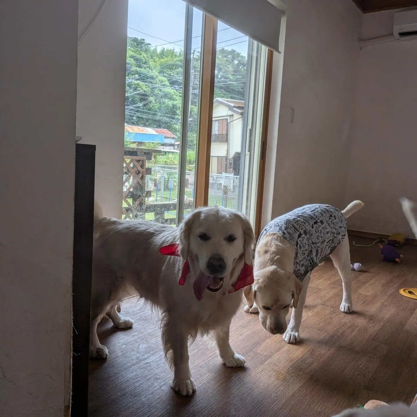 お昼からゆきちゃんも加わってお部屋遊び🩷