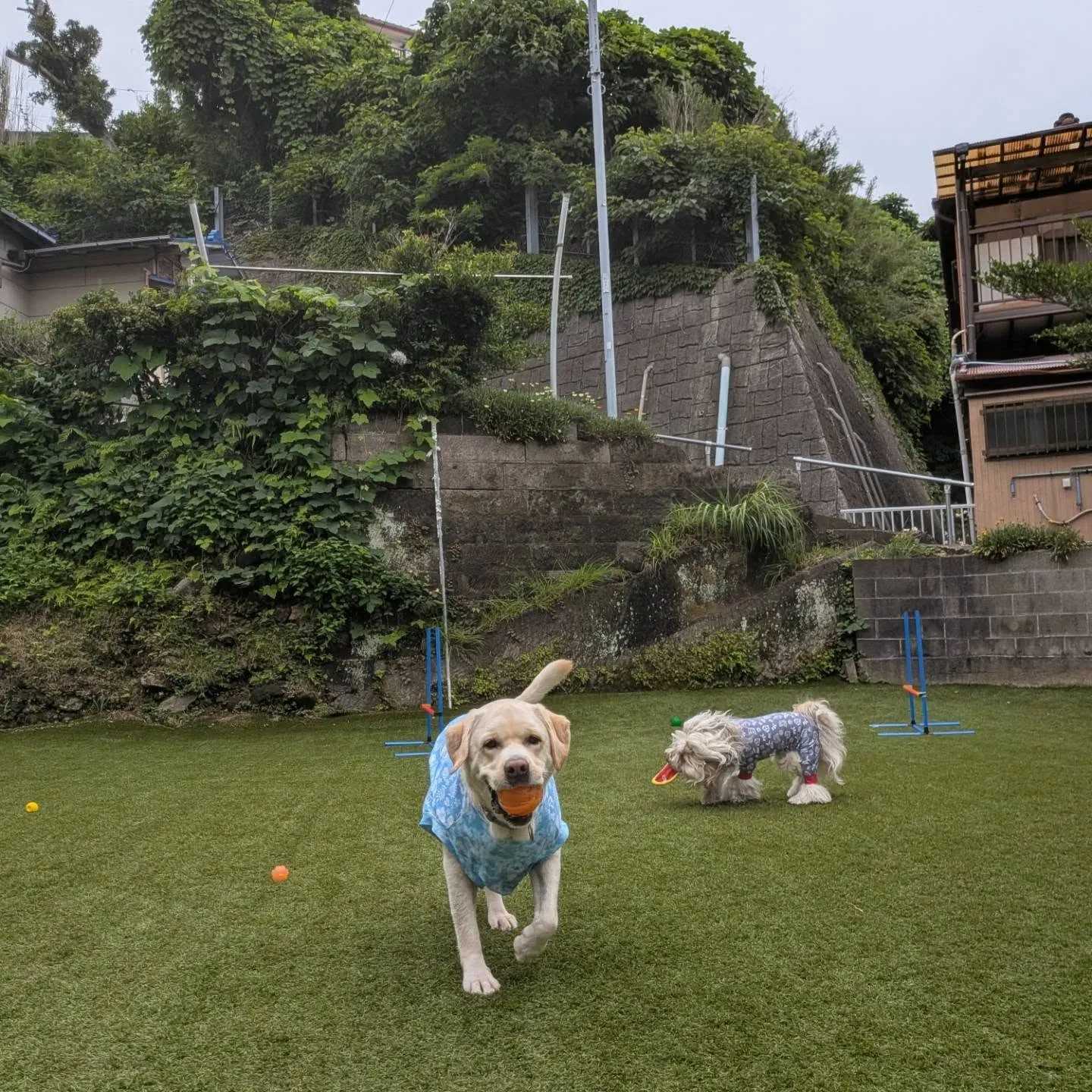 夕方前にランで遊ぶわんこさん💓