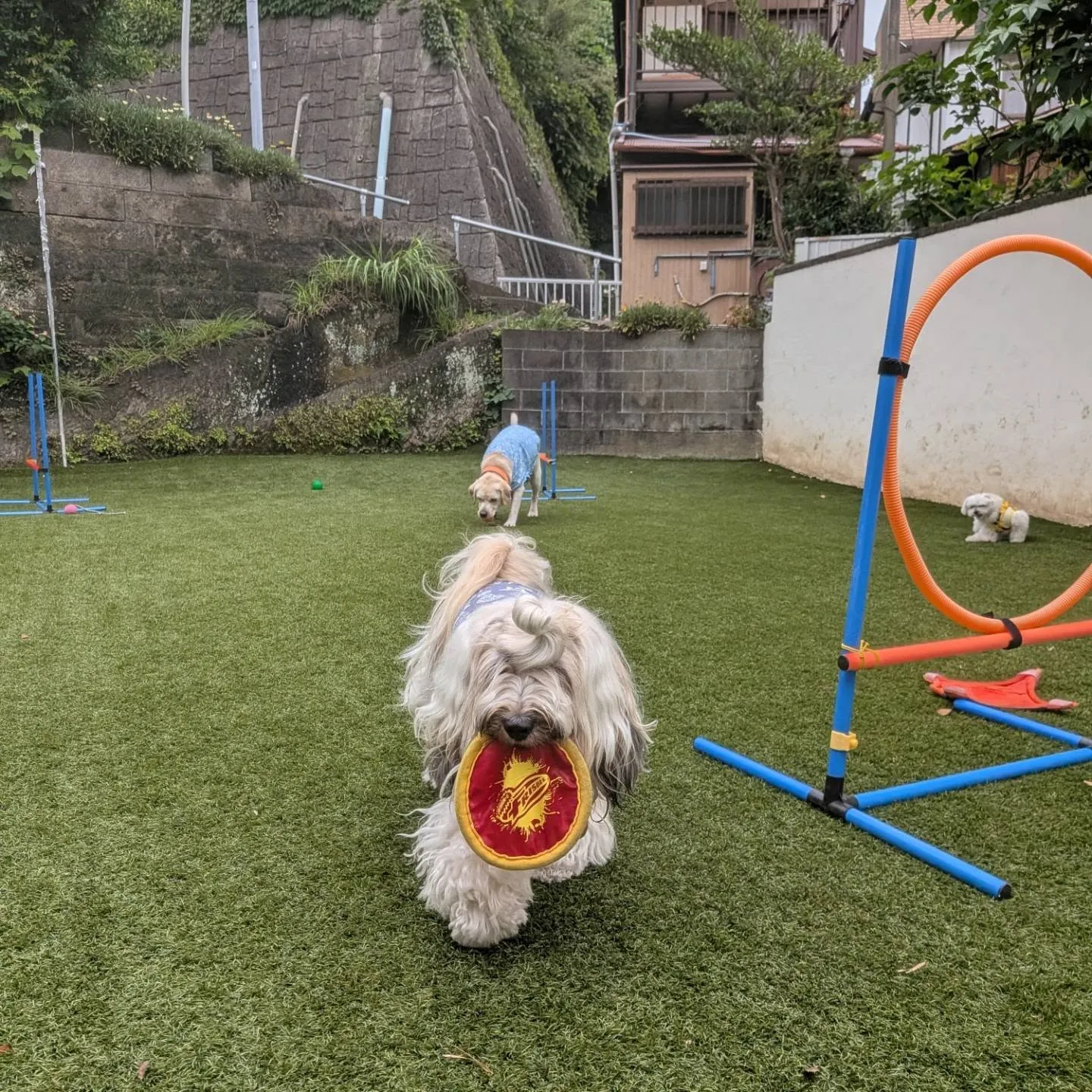 夕方前にランで遊ぶわんこさん💓