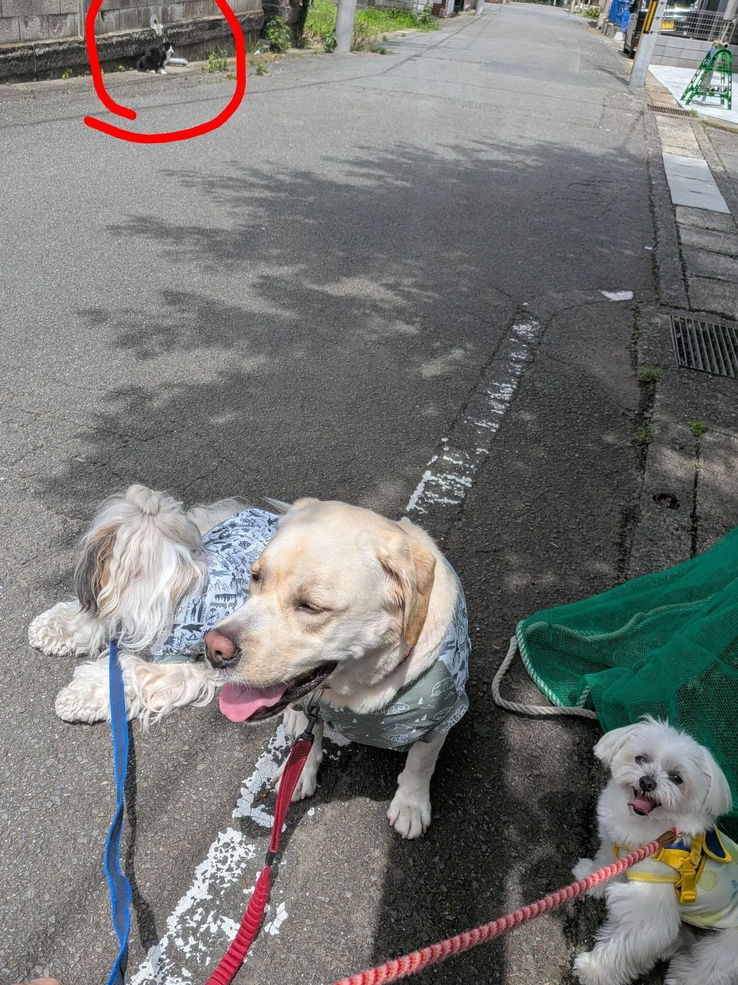 3ぴきでお散歩へ🎵