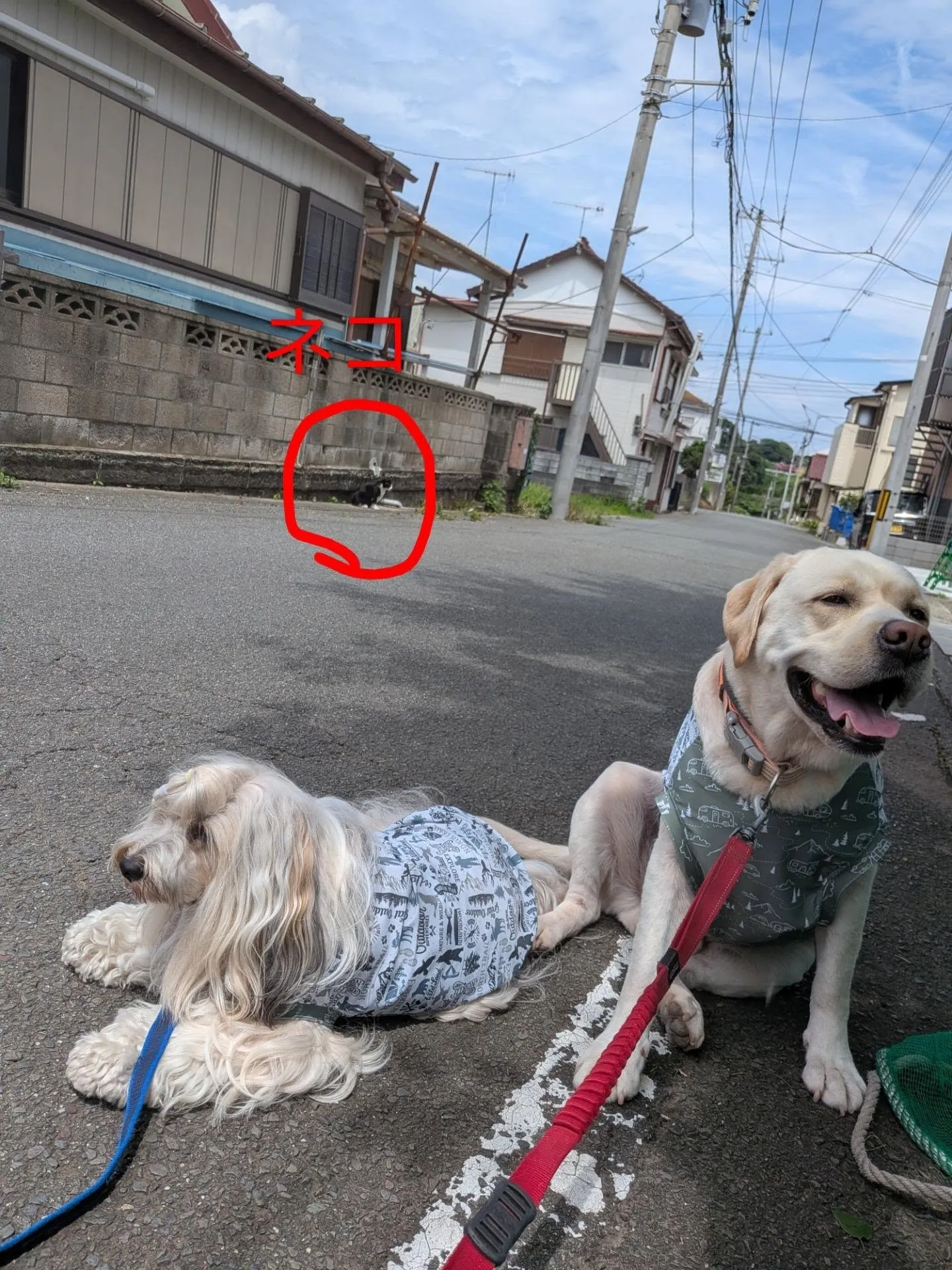 3ぴきでお散歩へ🎵