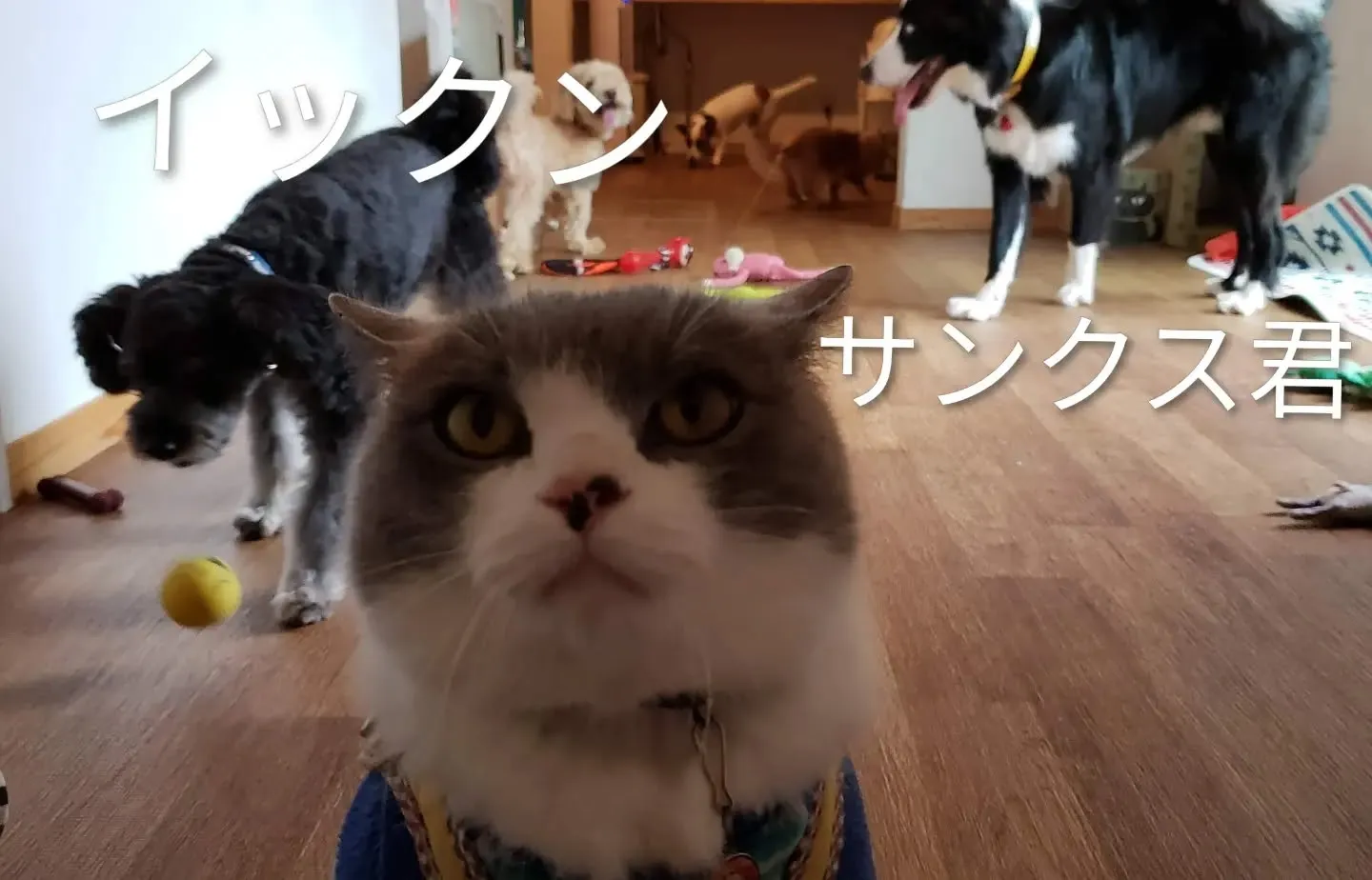 3ぴきでお散歩へ🎵