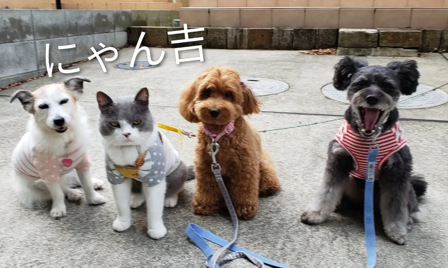3ぴきでお散歩へ🎵