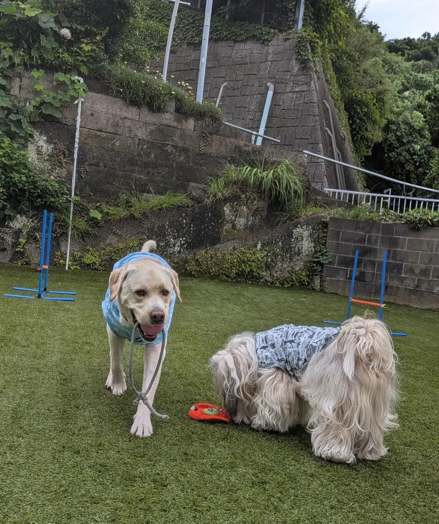 朝はお散歩へ行ってランで遊ぶわんこさん🩷