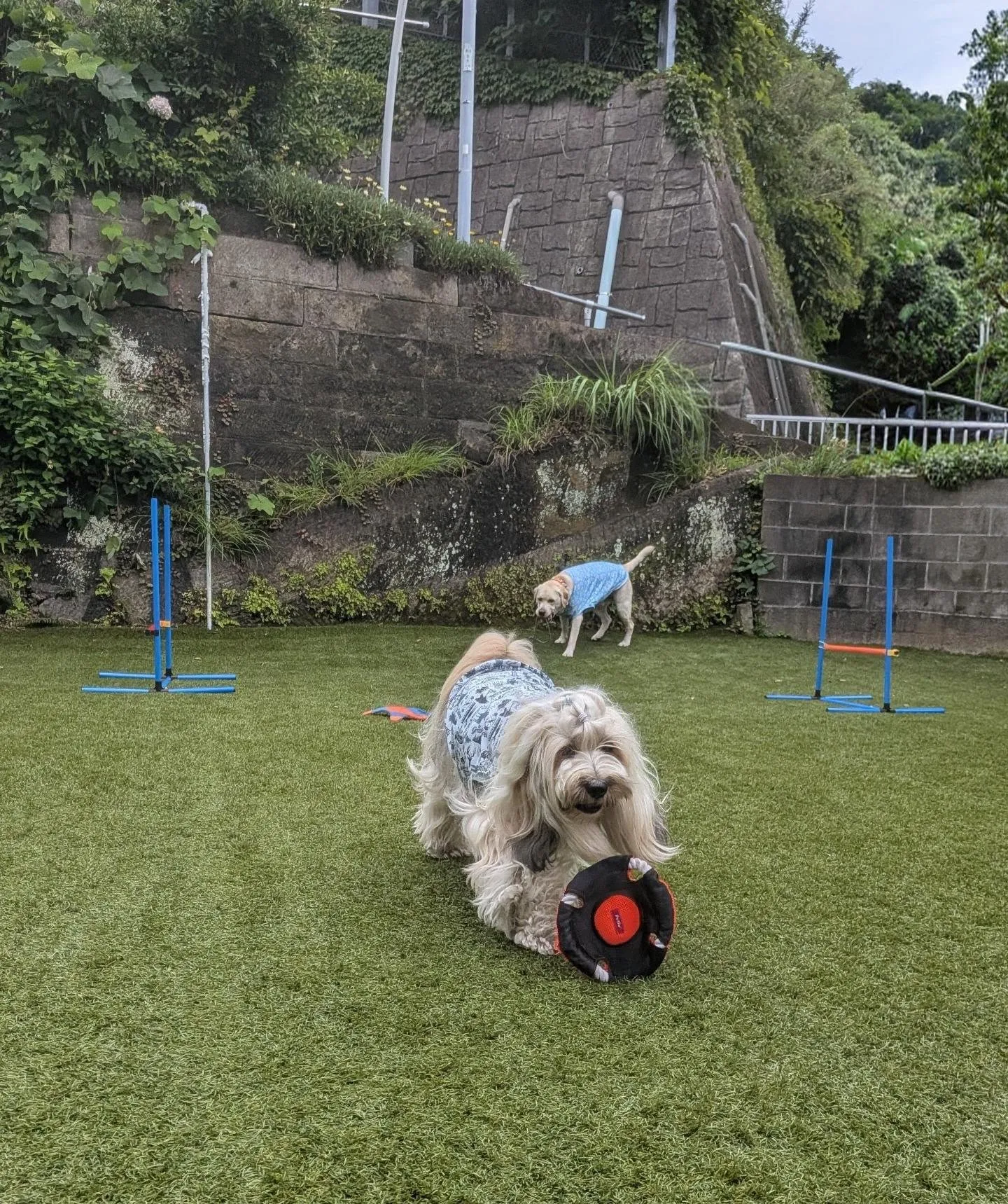 朝はお散歩へ行ってランで遊ぶわんこさん🩷