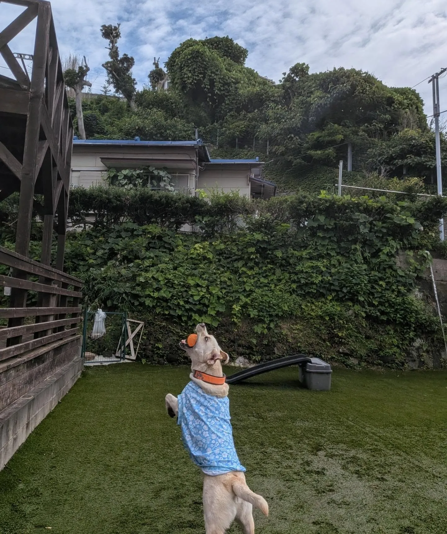 朝はお散歩へ行ってランで遊ぶわんこさん🩷