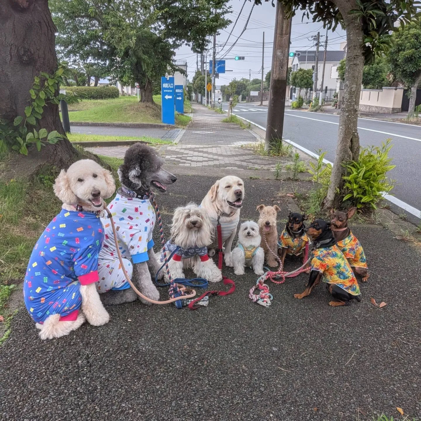 朝お散歩へ行くとパラパラ雨が😥
