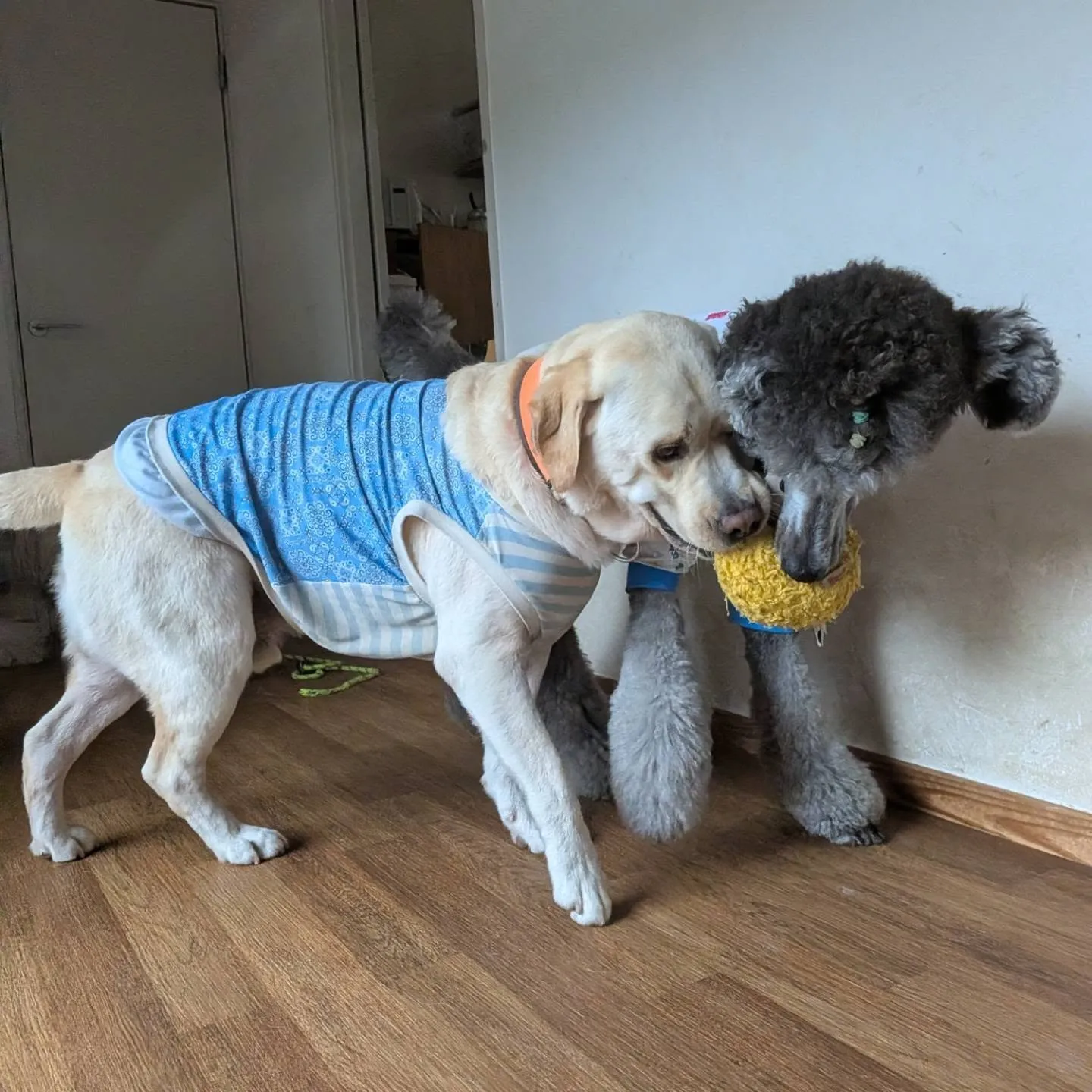 朝お散歩へ行くとパラパラ雨が😥