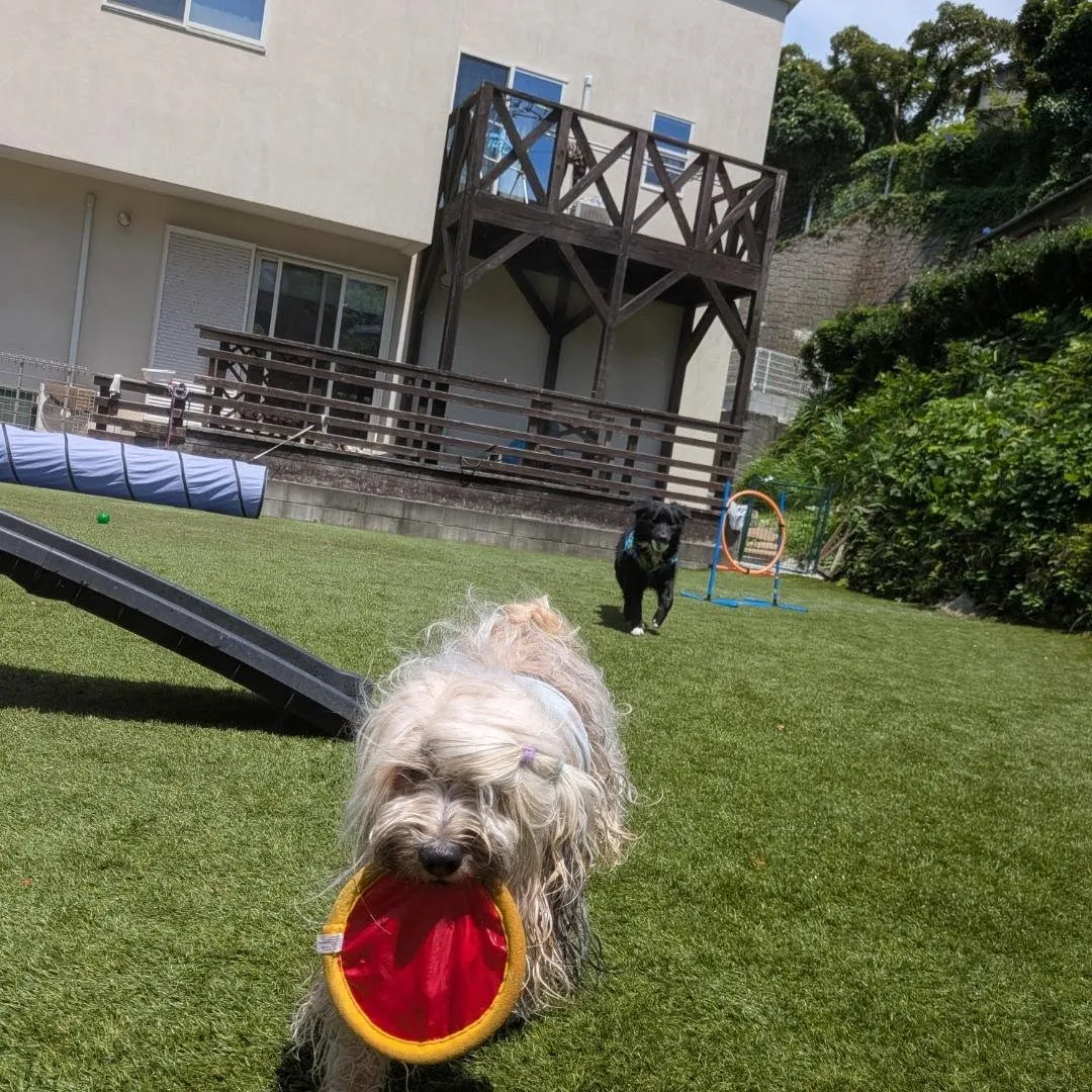 プールに入ったりボール遊びしたり楽しく過ごすわんこさん💗