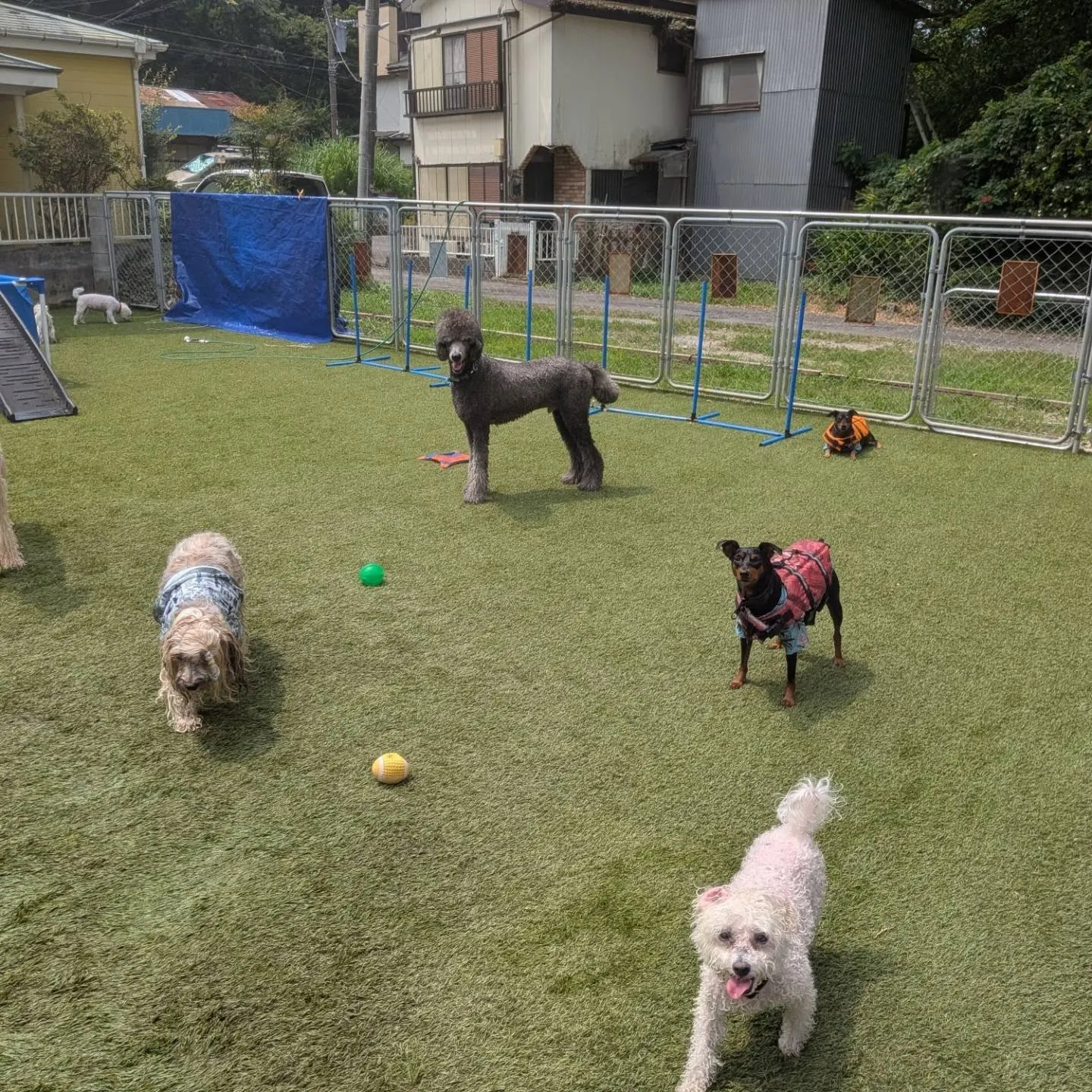 たくさんのわんこさんが来てくれました💗😄