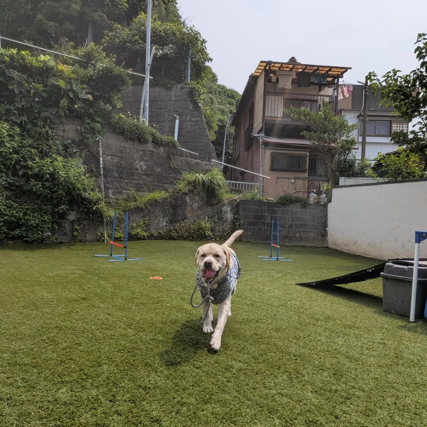 楽しく遊ぶわんこさん💓