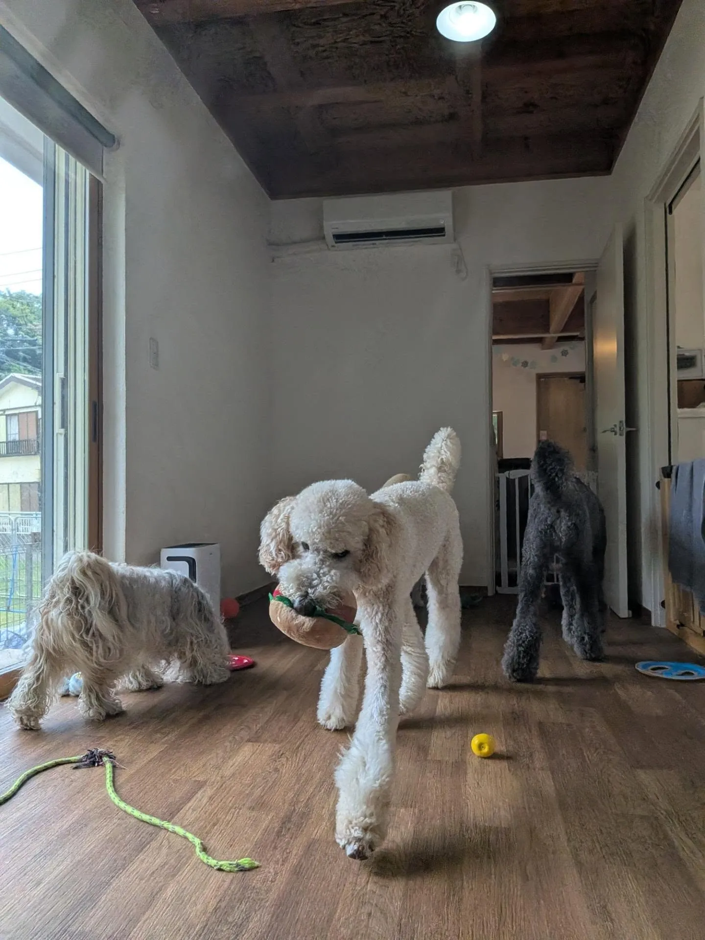 お部屋で遊ぶわんこさん💓